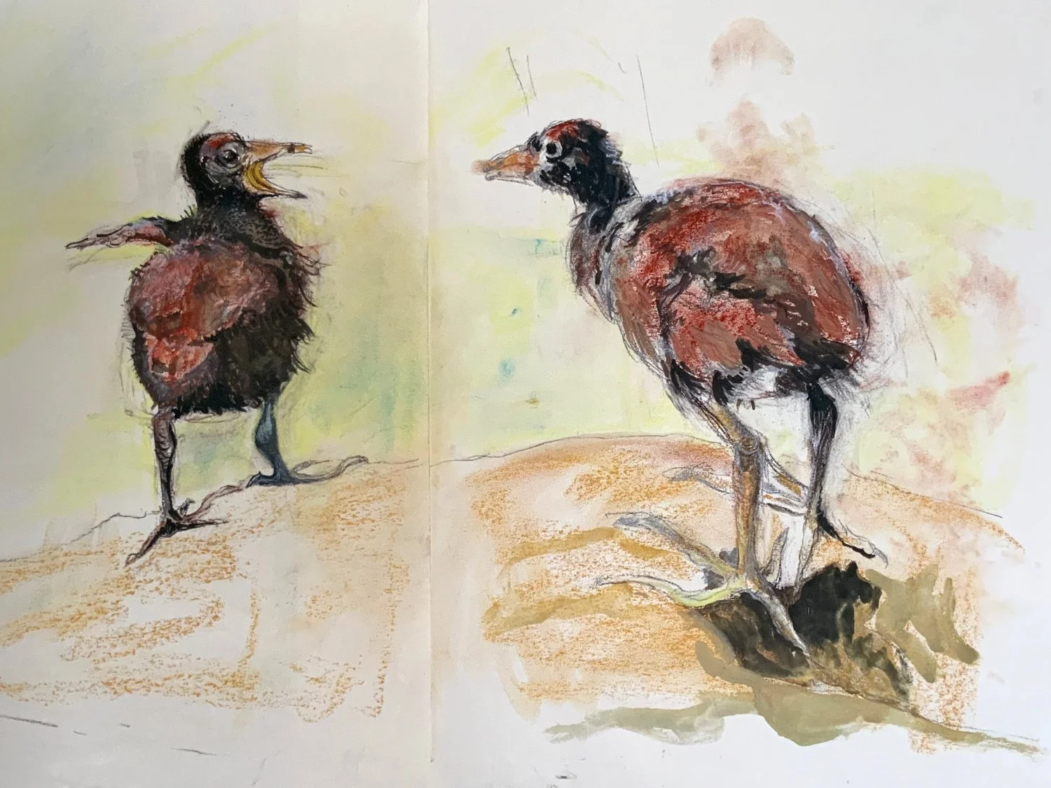 Moorhen chicks on Haggerston Park Wildlife Pond. Mixed media drawing. Approx. A1.