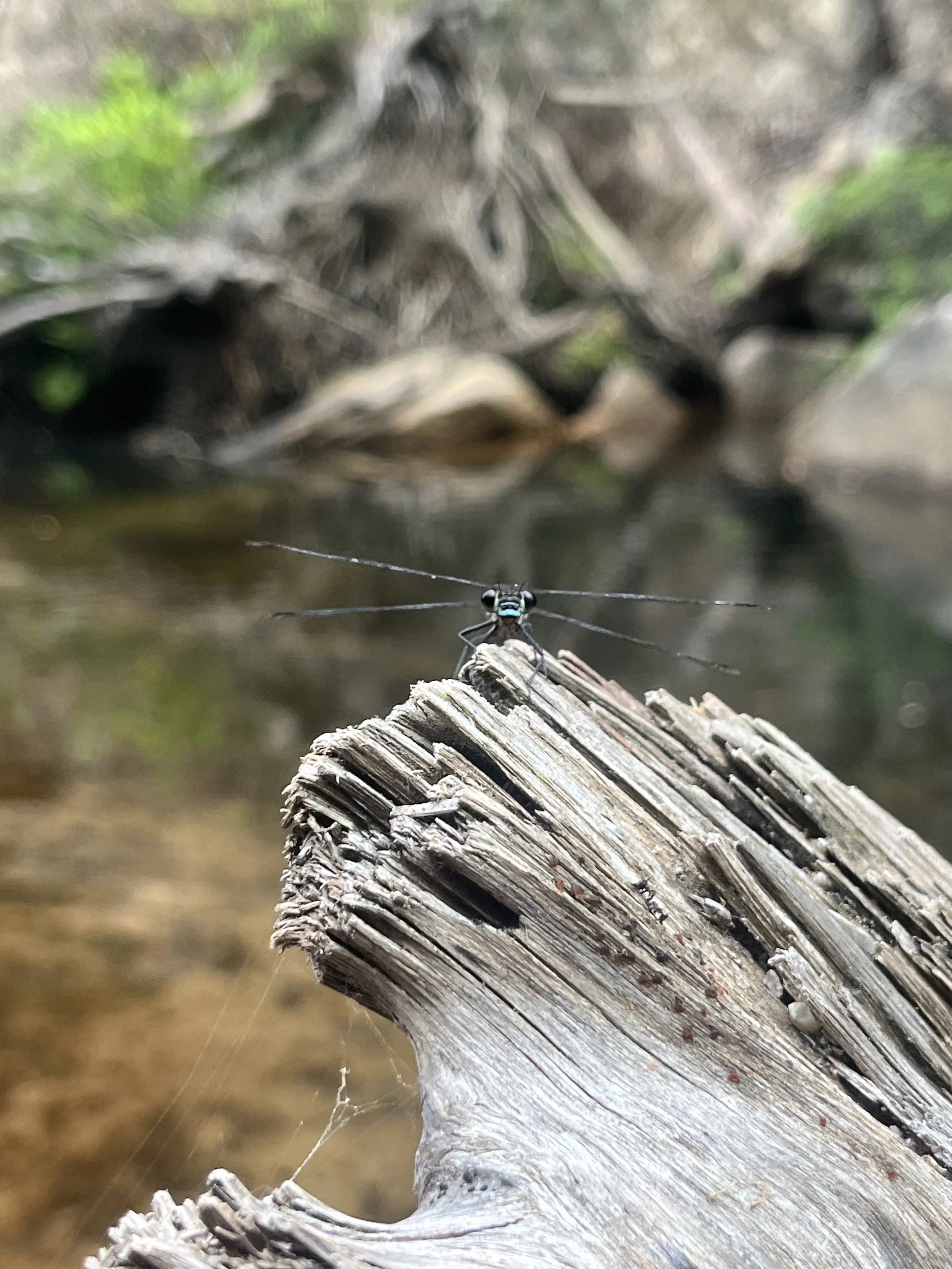 photo 2023-12-13, 4 18 13 pm.JPG