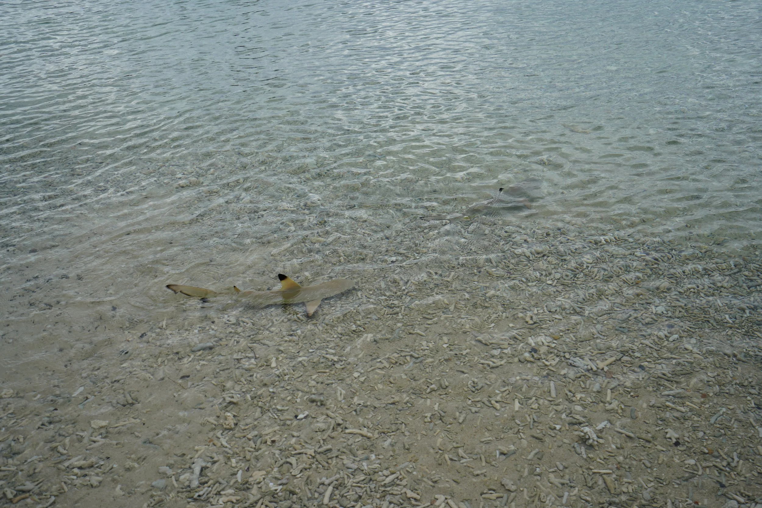 2024-01-21 16.19.30.jpg