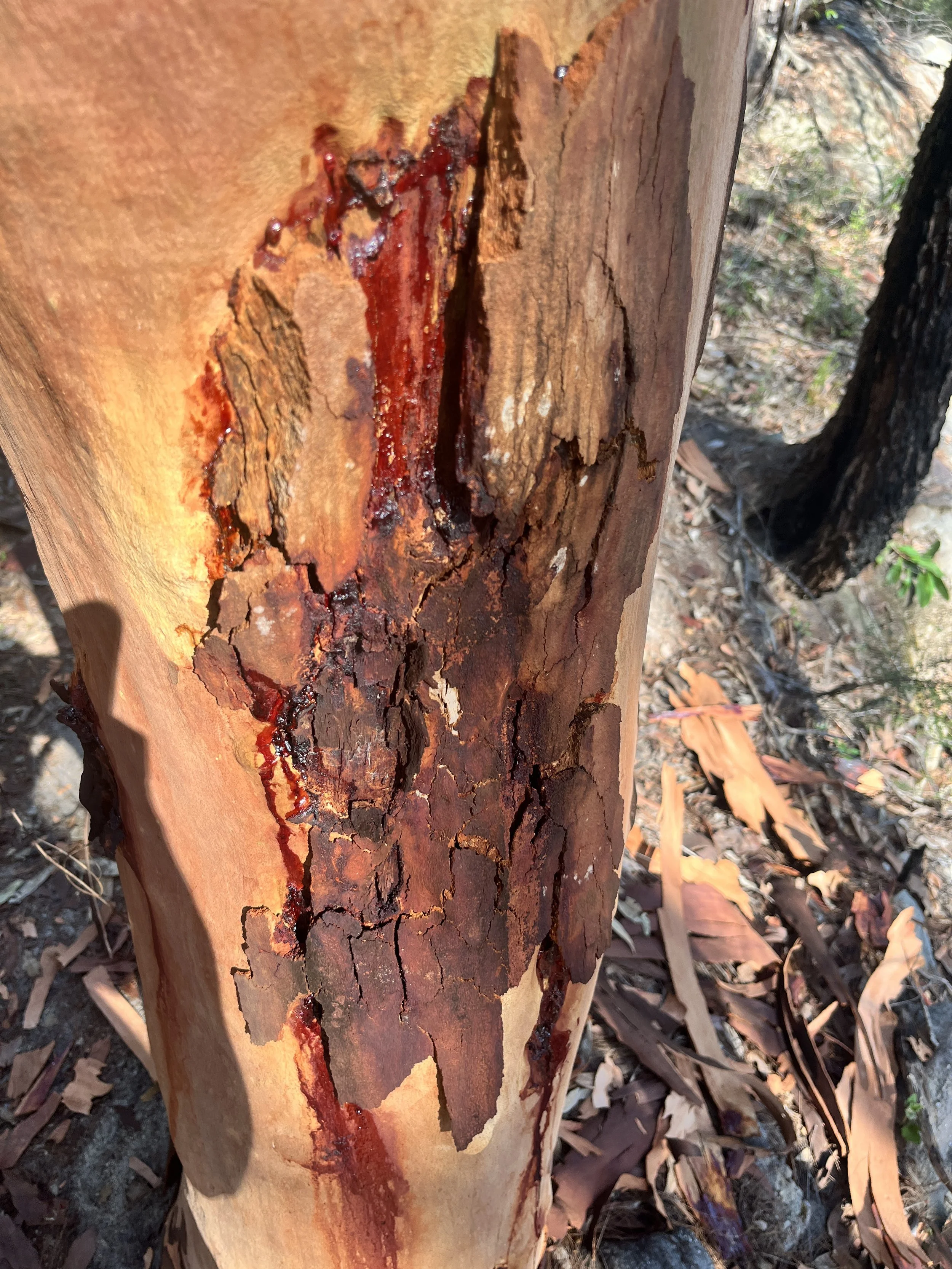 Photo 2023-12-13, 4 58 45 PM.jpg