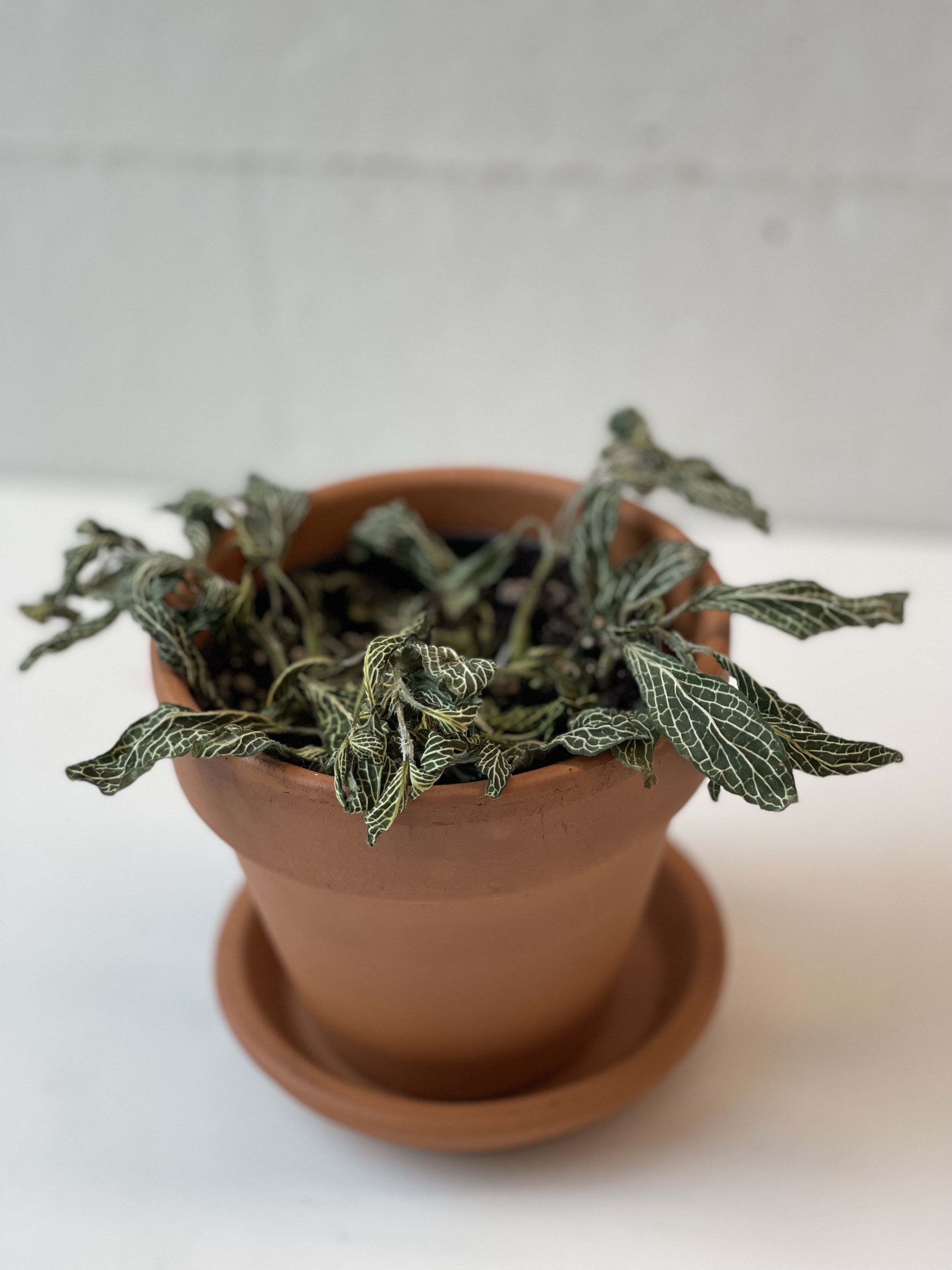 We want to help house's plants alive