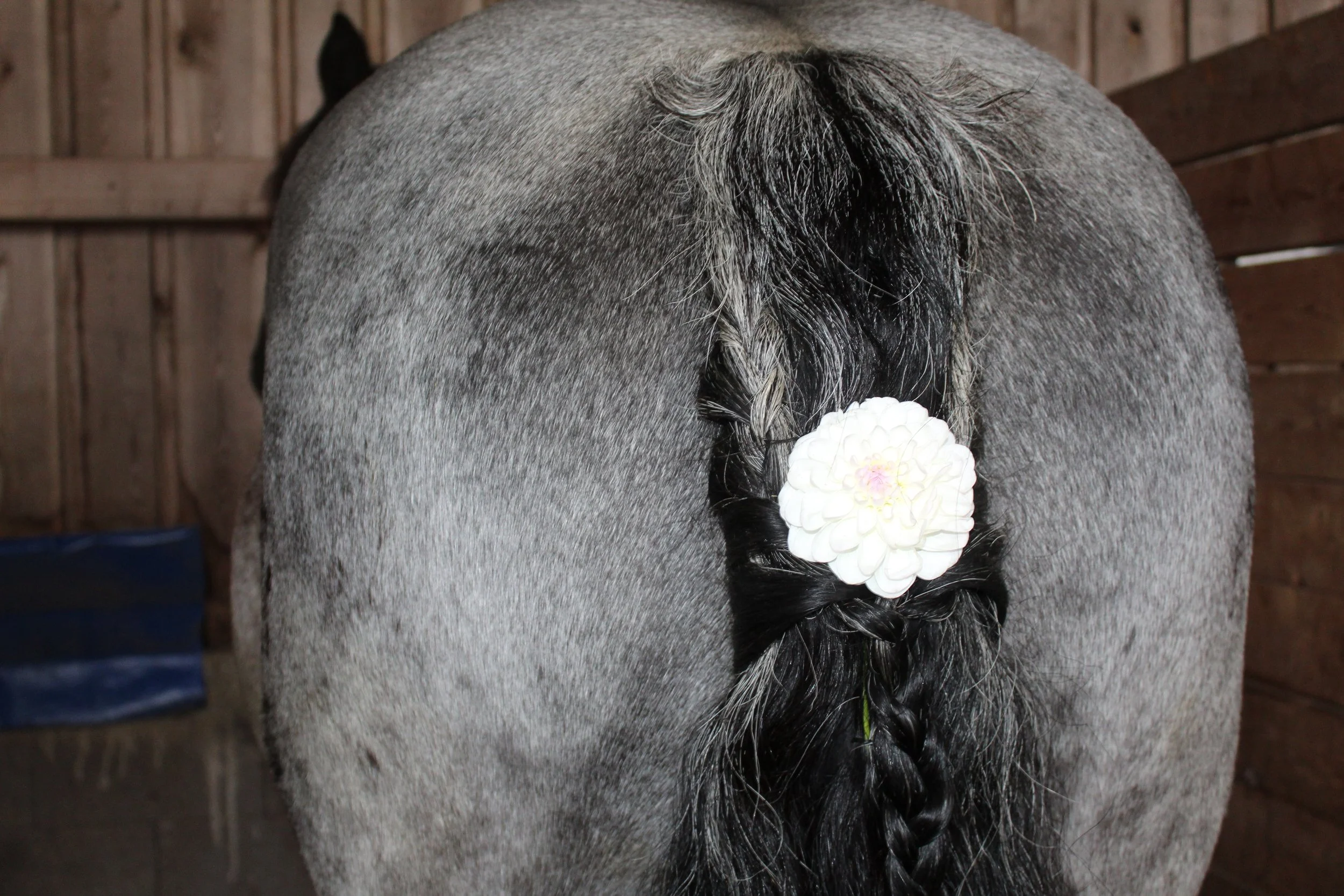 Stellenkopf Kutschfahrt