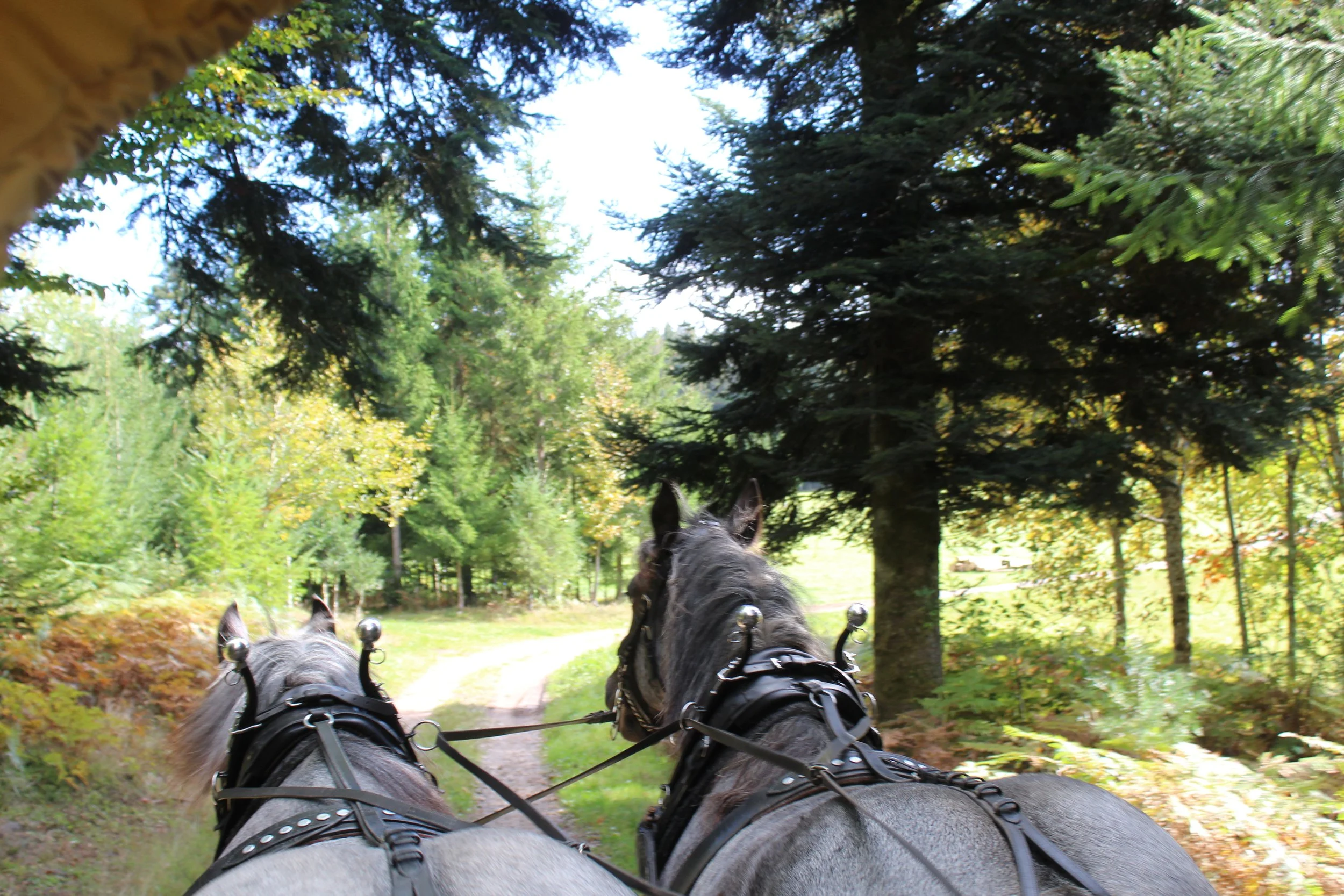 Stellenkopf Kutschfahrt