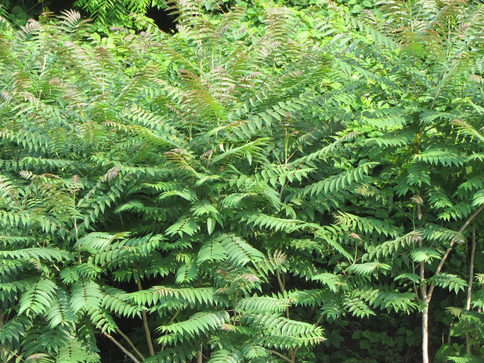 Tree of heaven stand.jpg