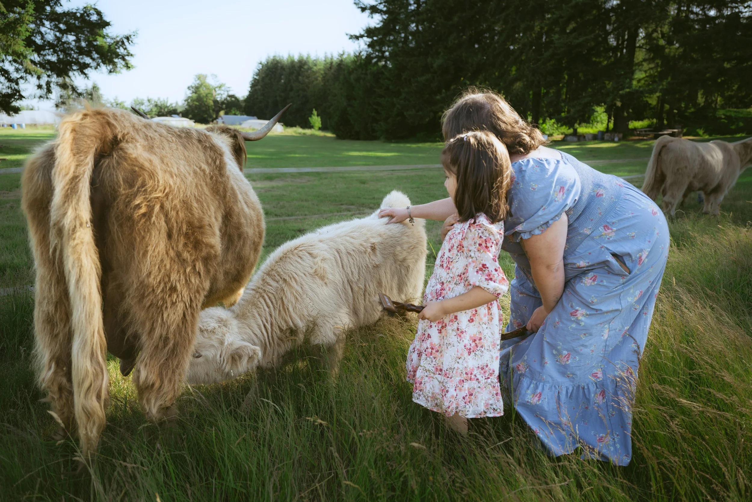 Young child gently petting a Highland cow during a family photography session at Gather and Feast Farm.