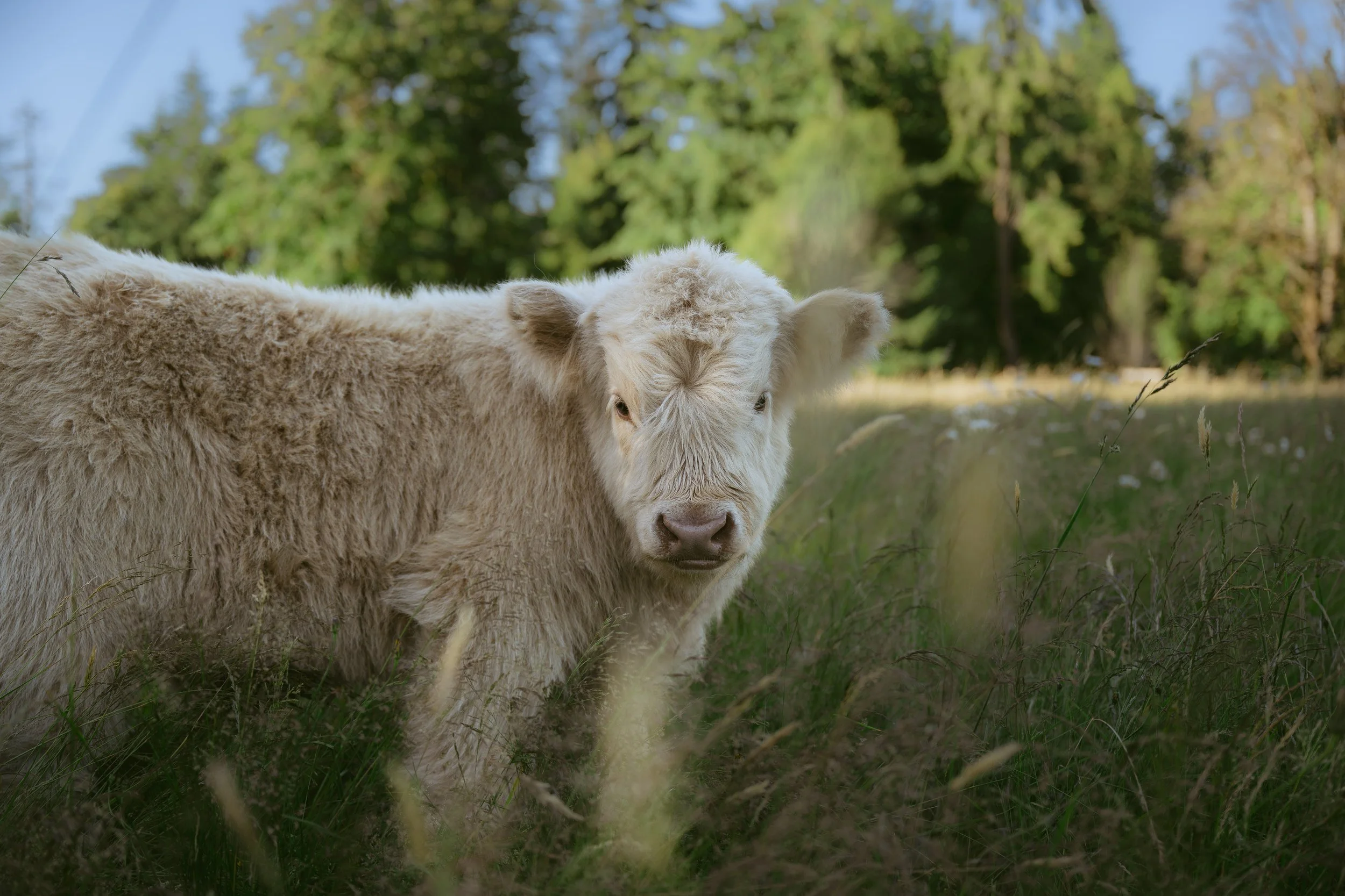 Little Moo, a young Highland calf, standing in the grass at Gather and Feast Farm in La Center, Washington.