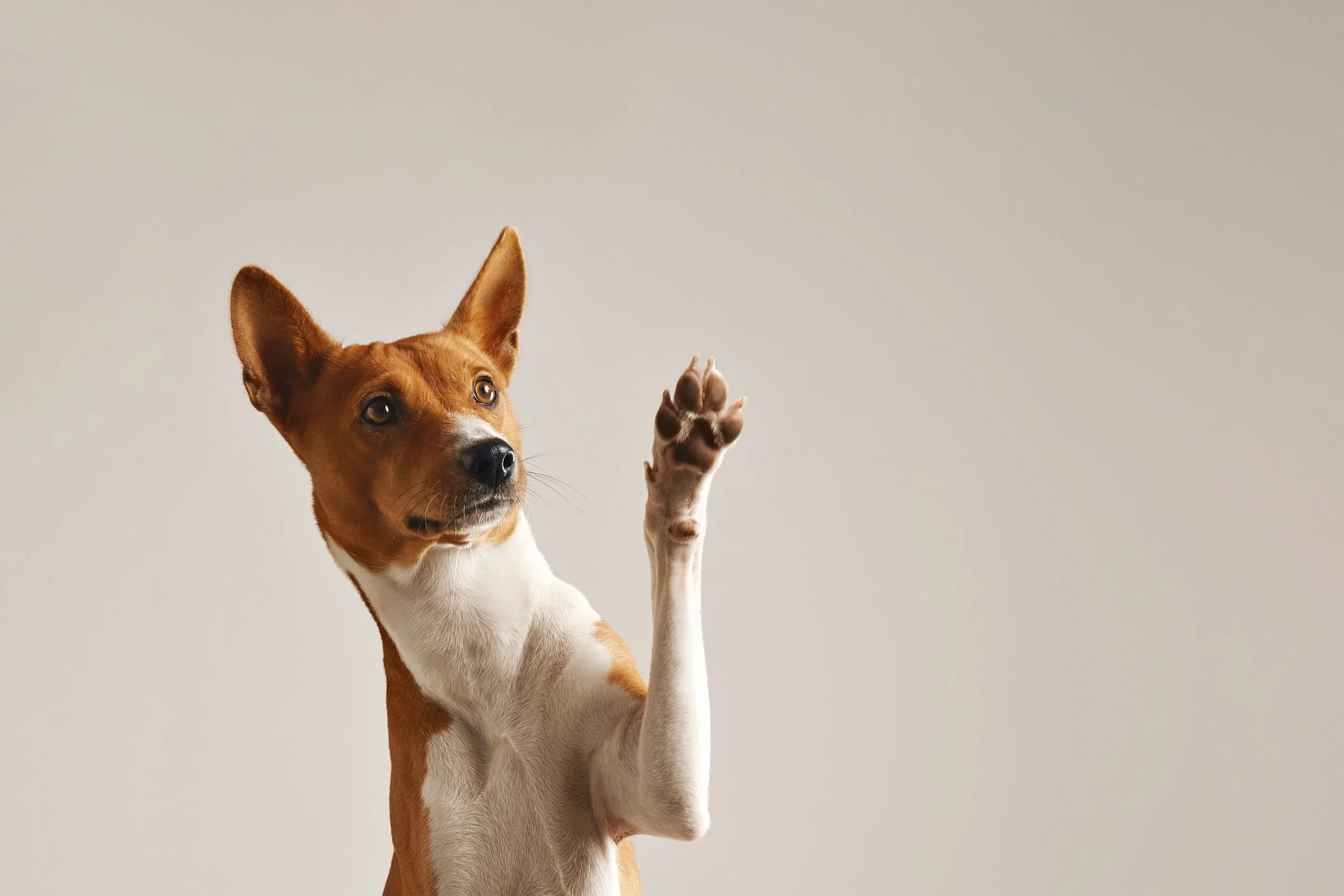 akc-canine-good-citizen-cgc-paw-in-hand-training