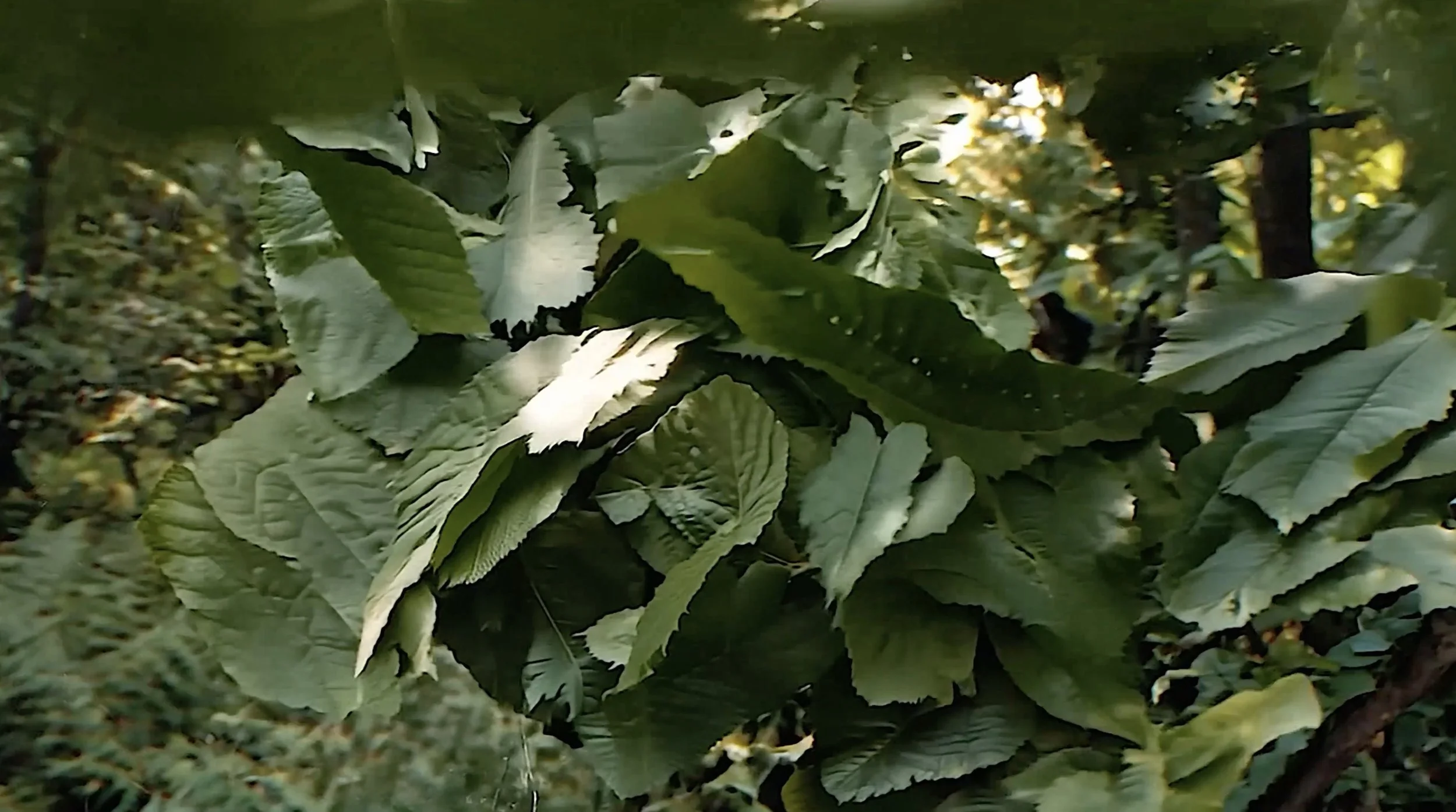 uncanny leaves covering screen