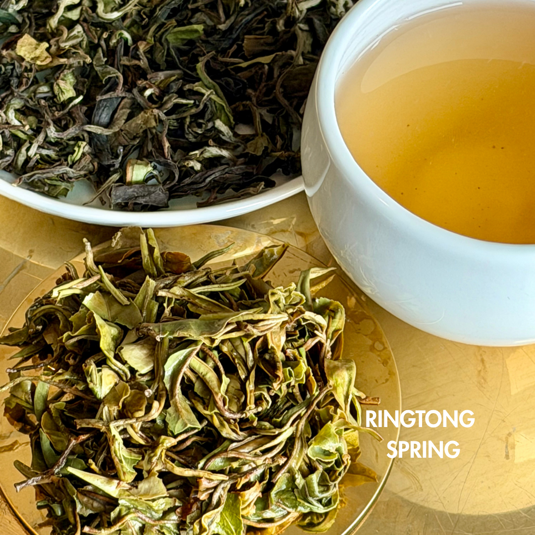 Ringtong Spring | First Flush Darjeeling