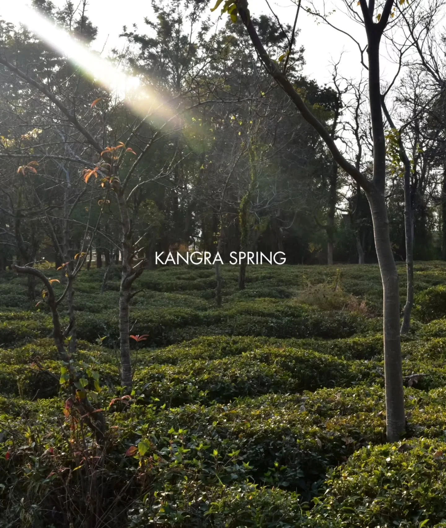 A new month nears as the Full Moon looms, and there&rsquo;s something new on the wall to match it.

As June turns to July, we're welcoming Kangra Spring, a first flush black tea from the Himalayan foothills of the Kangra Valley. It's one of the new a