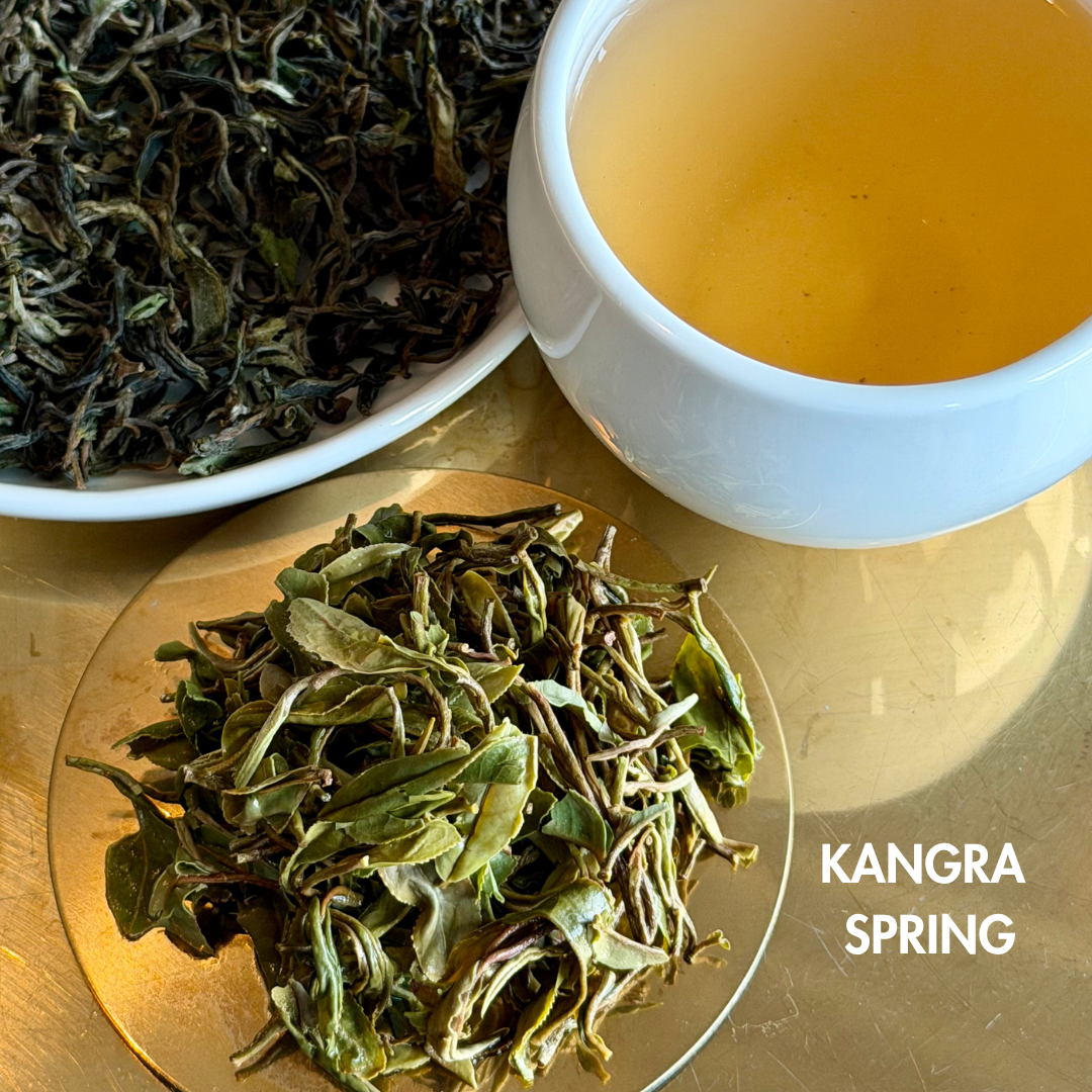 Kangra Spring | First Flush