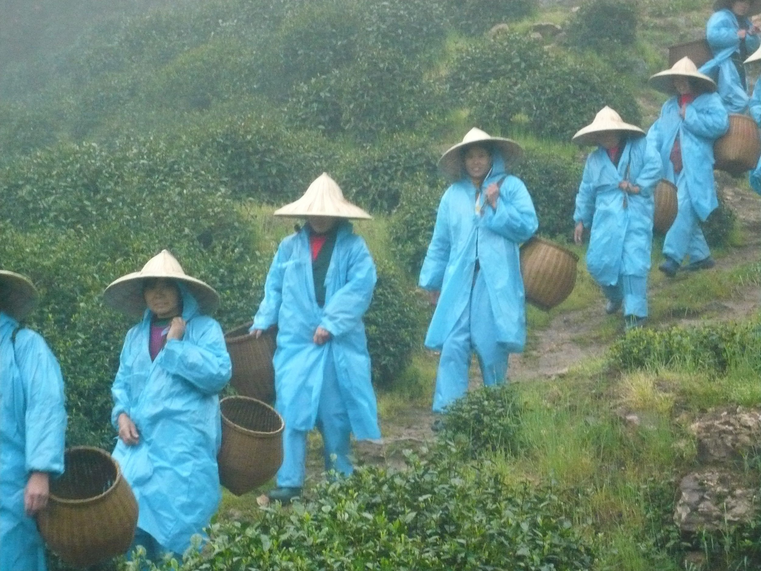 Tea Workers | Longjing China