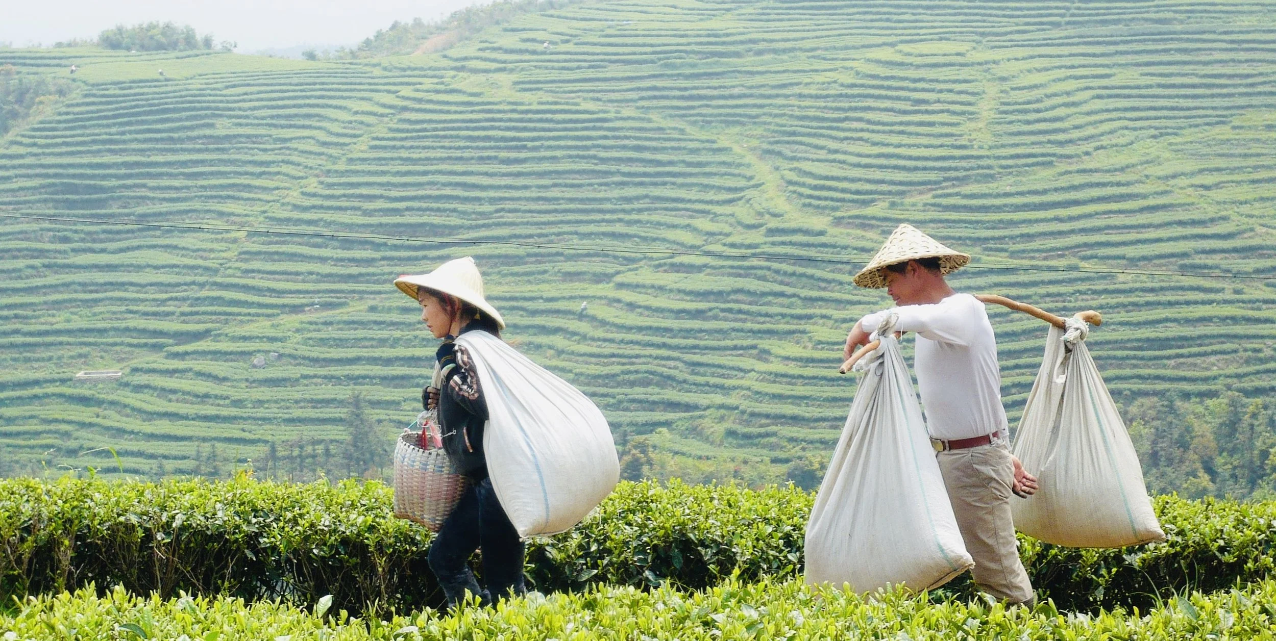 CoupleTeaWorkers 23.jpg