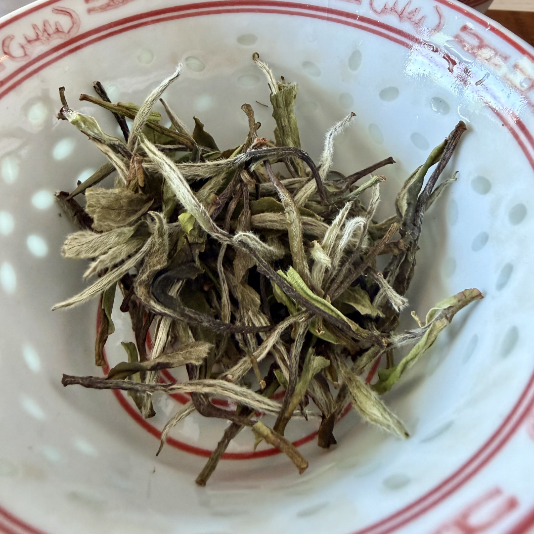 White peony 2026 2.png