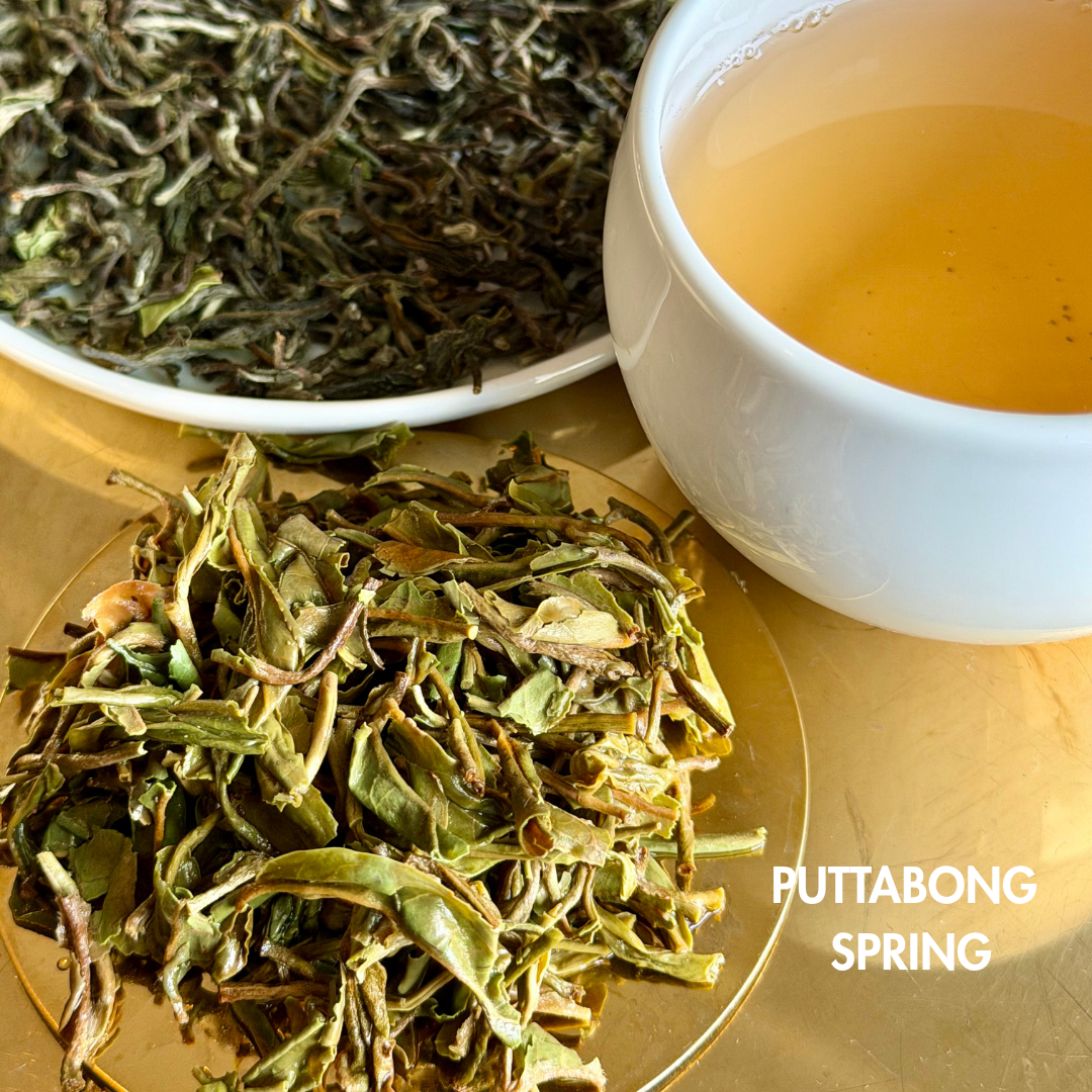 Puttabong Spring | First Flush Darjeeling