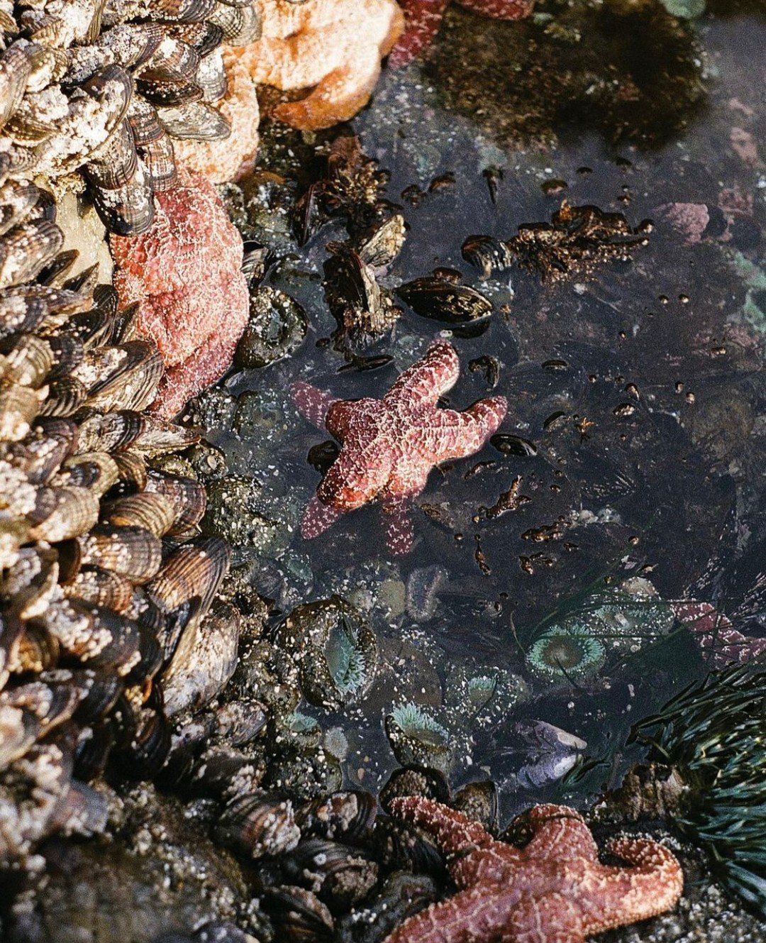 One of our favorite activities to do when the tide is low, is head to the beach in search of tide pools, and more specifically, octopus.  We know they&rsquo;ve been spotted in the area, but no such luck on our end&hellip;yet!

Film capture by @kelsey