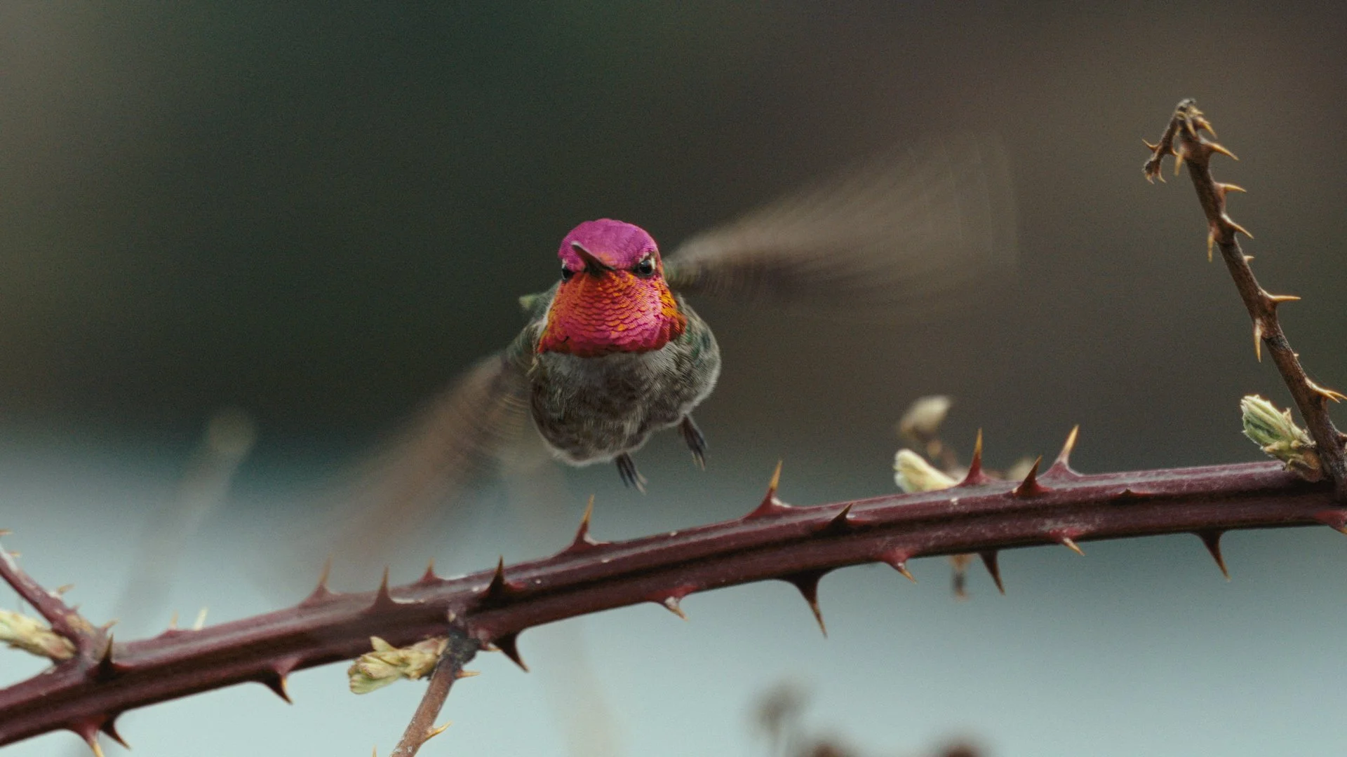 The Bird in My Backyard.jpg