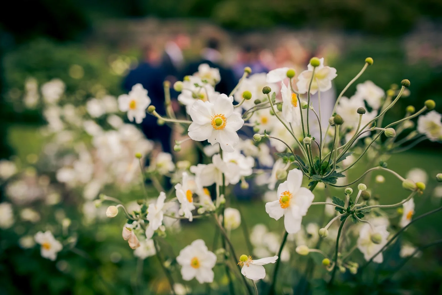 Close-up of white flowers with yellow centers, blurred people in suits in the background, outdoors in a park or garden setting.
