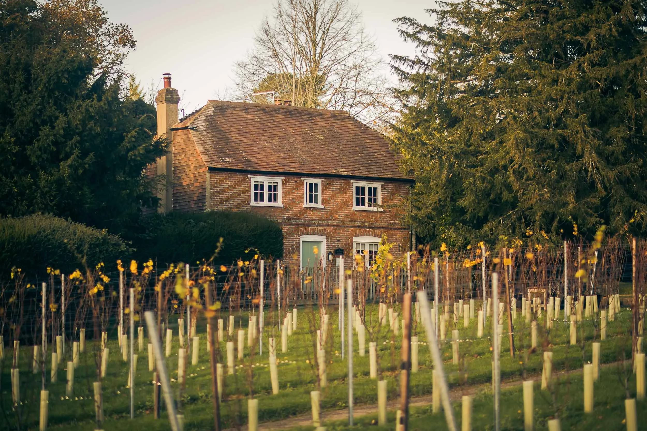 A brick house with a sloped roof, surrounded by trees and a vineyard in the foreground.