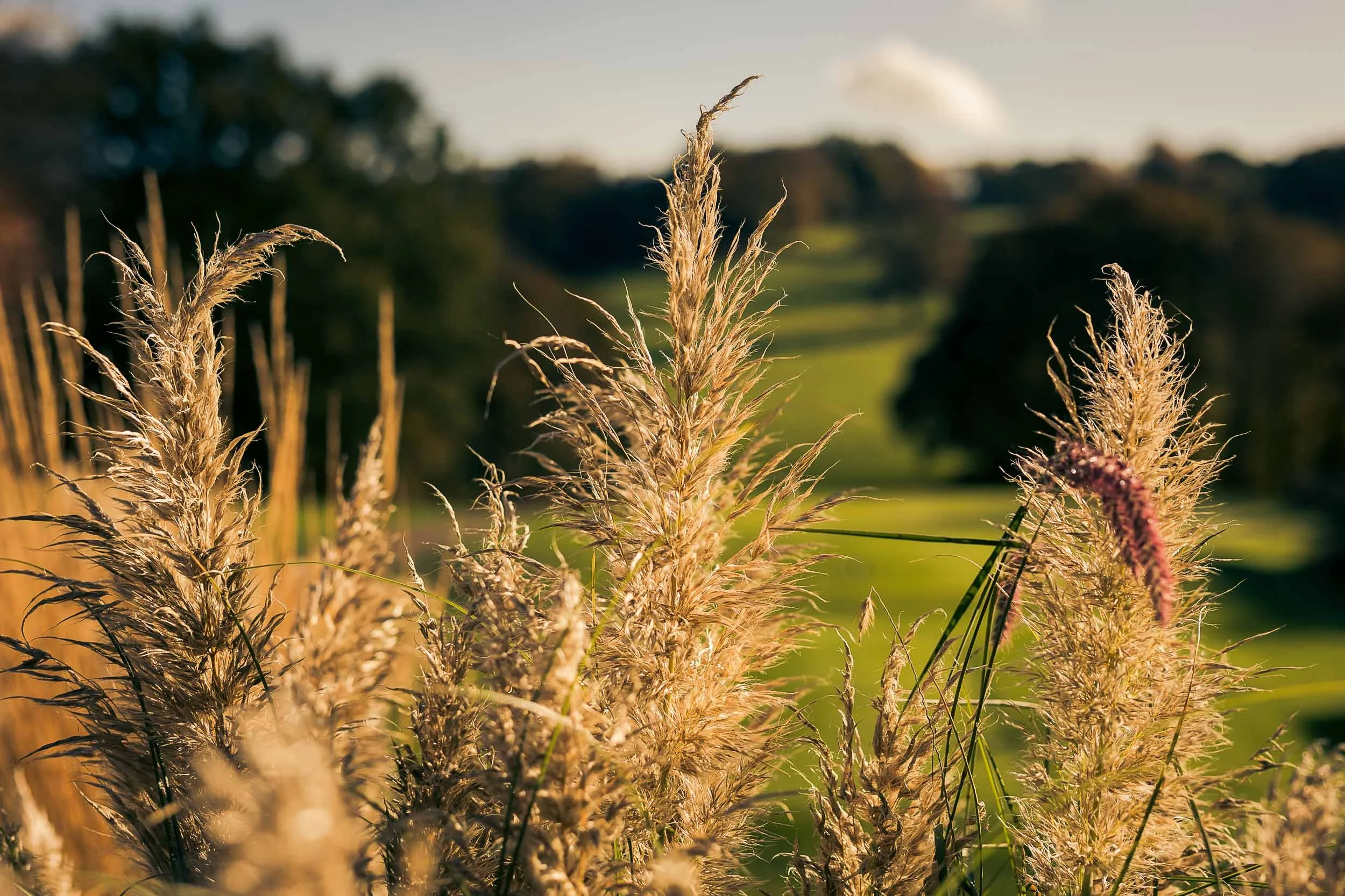 Close-up of tall grasses and plants in a field during sunset with blurred green land and trees in the background.