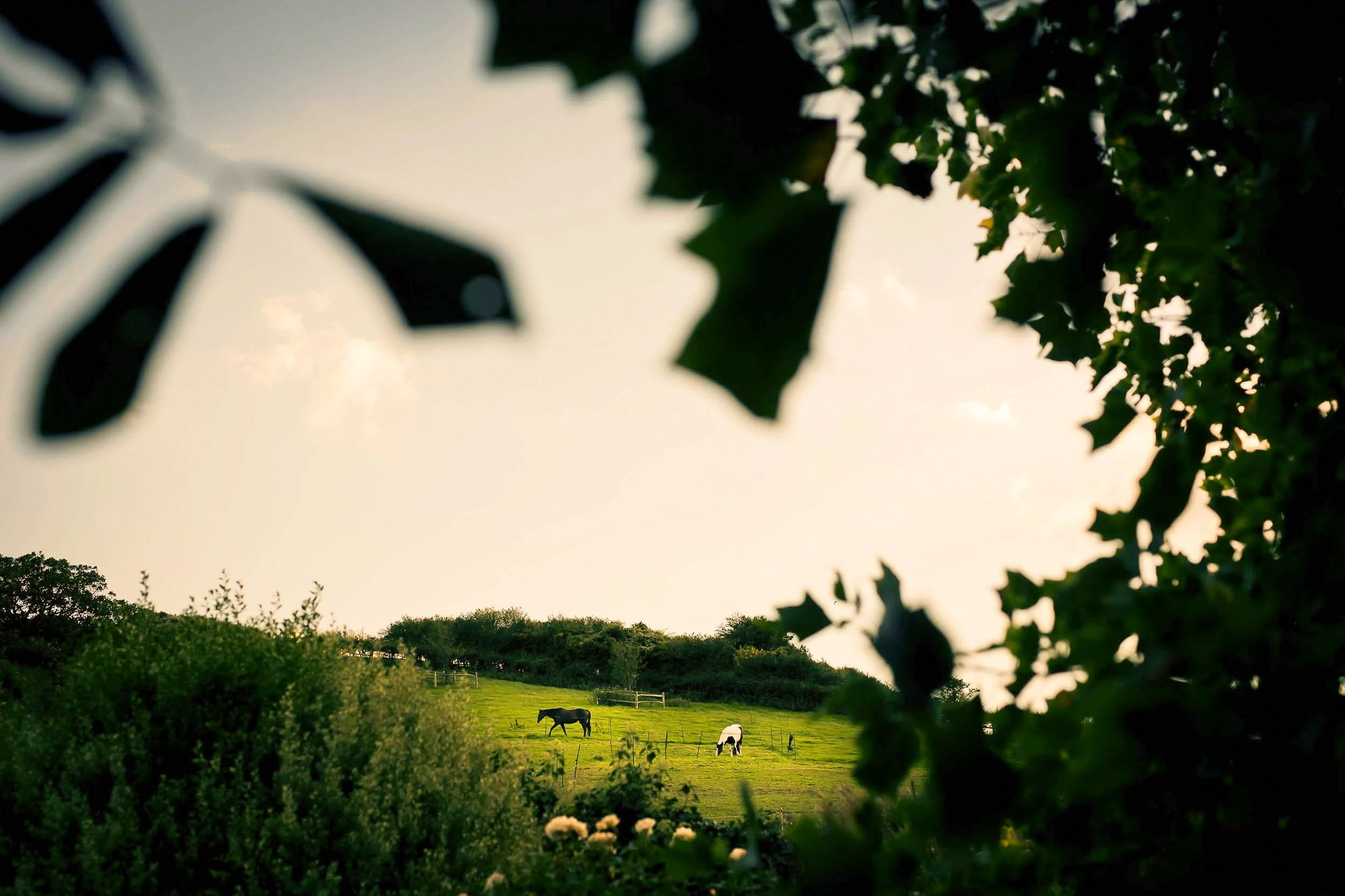 Two horses grazing in a lush green field with trees and bushes, framed by blurred leaves in the foreground under a clear sky.