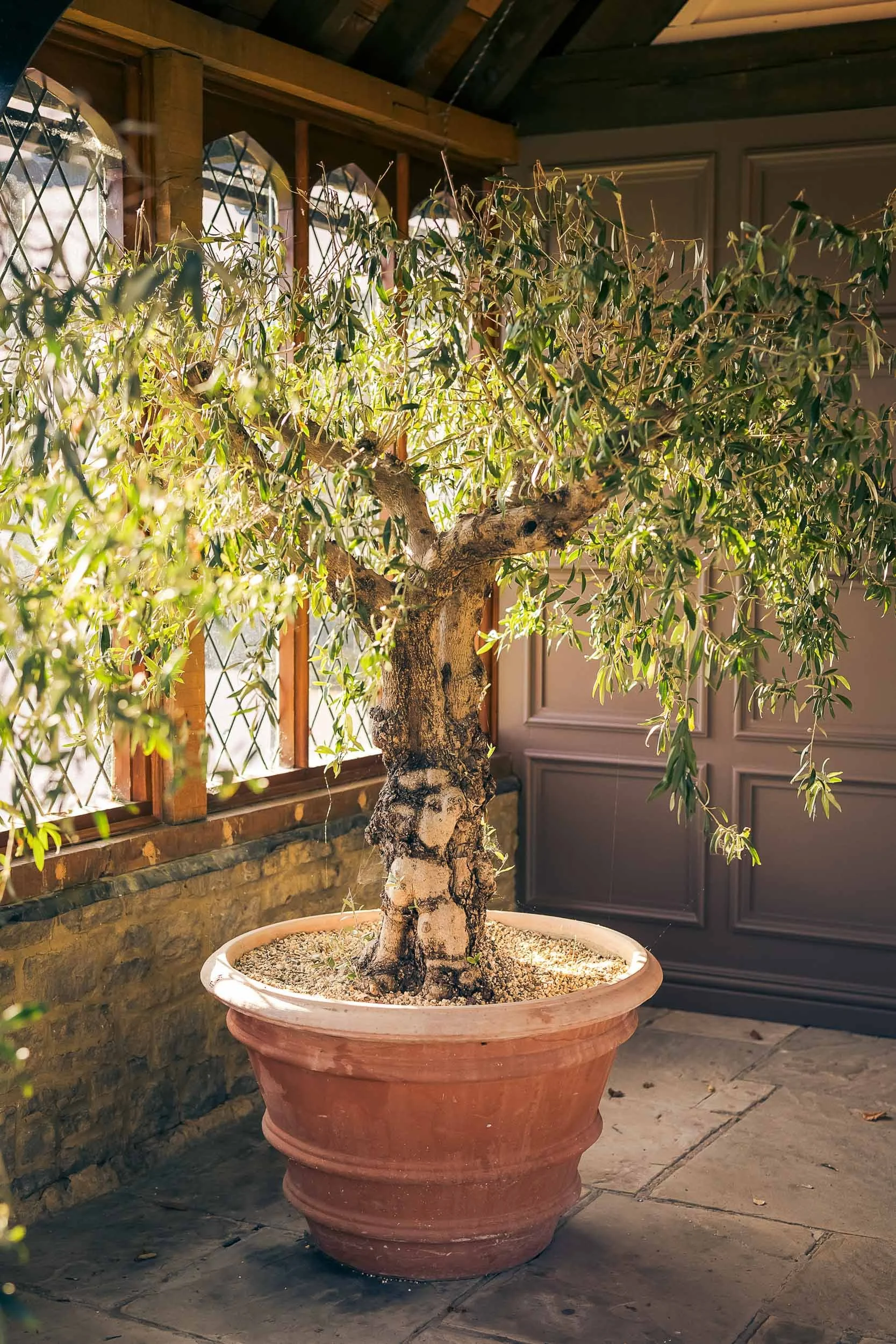 A potted olive tree indoor garden with sunlight streaming through nearby windows.