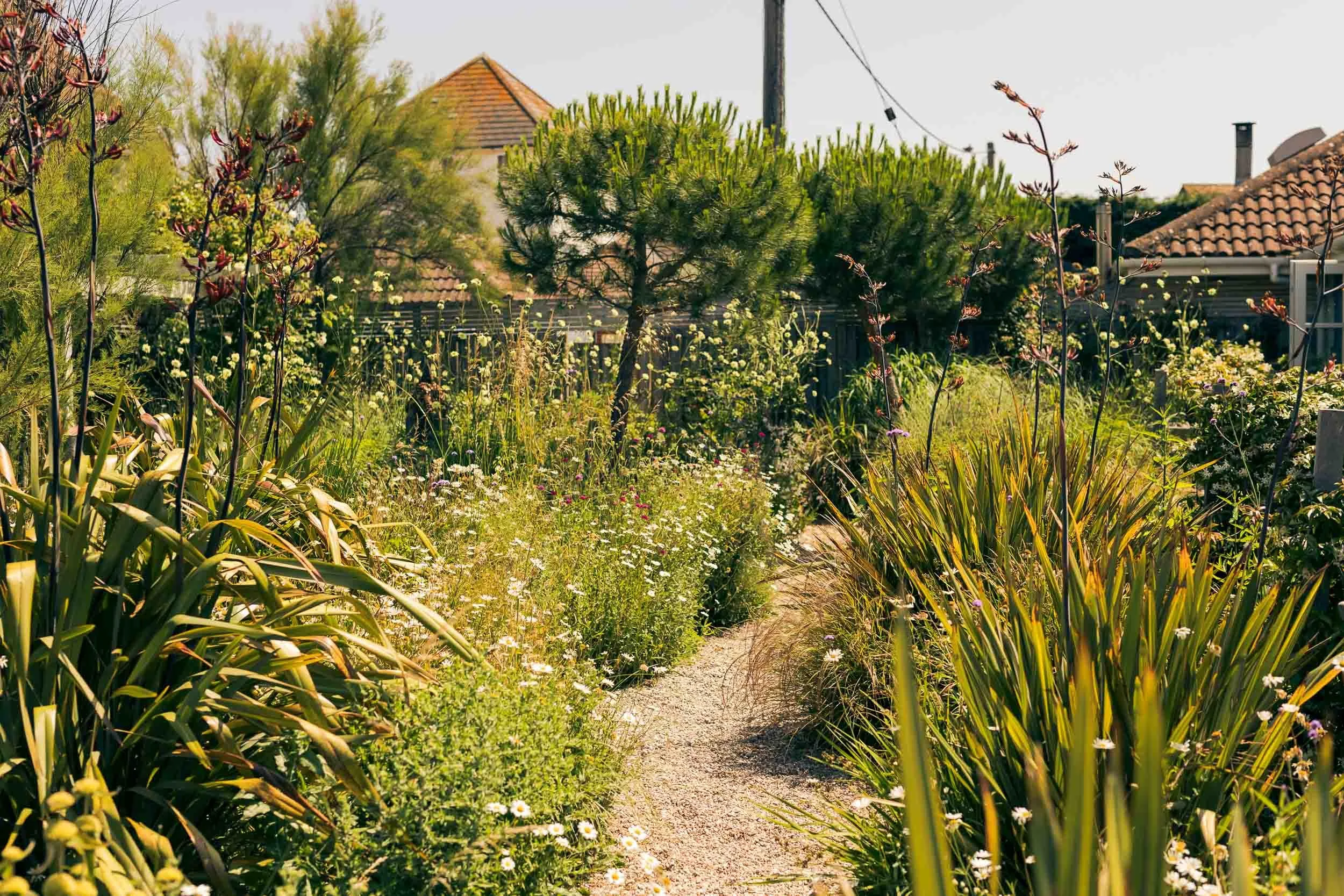 A lush garden with a gravel pathway, surrounded by various green plants and flowers, with houses and a fence in the background under bright sunlight.