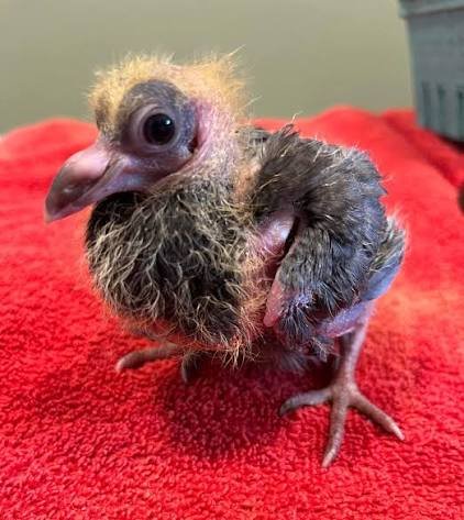 Teacher Unions Need to Go the Way Of the Dodo Bird 