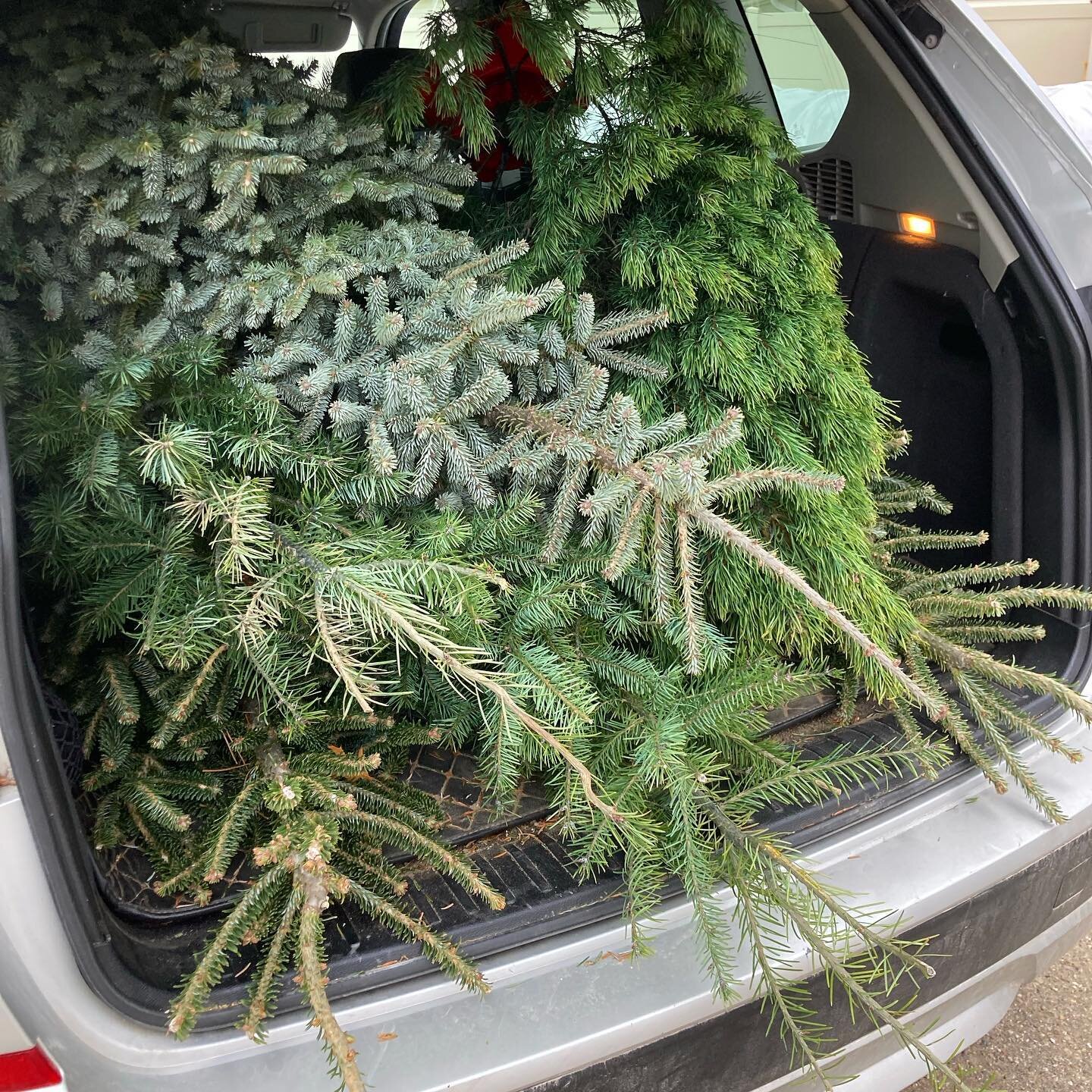 Getting ready for the Wreath Making event this Friday with a car load of Christmas trees 😄🎄🎄🎄🎄🎄Hope to see you there 😊 More info in bio.