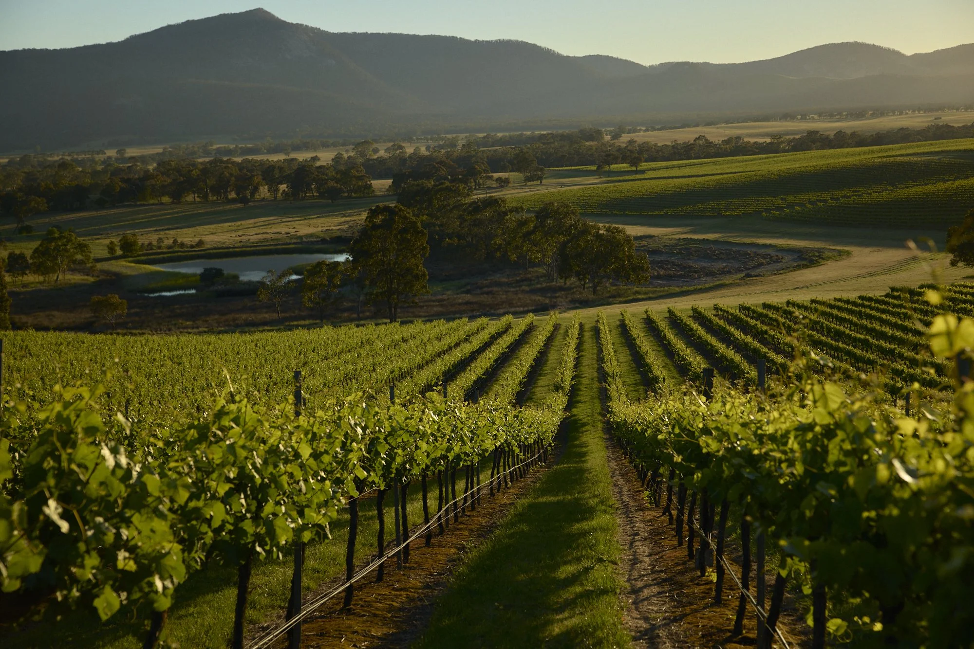 Mt Langi Ghiran_Silver Mink Tours.jpg