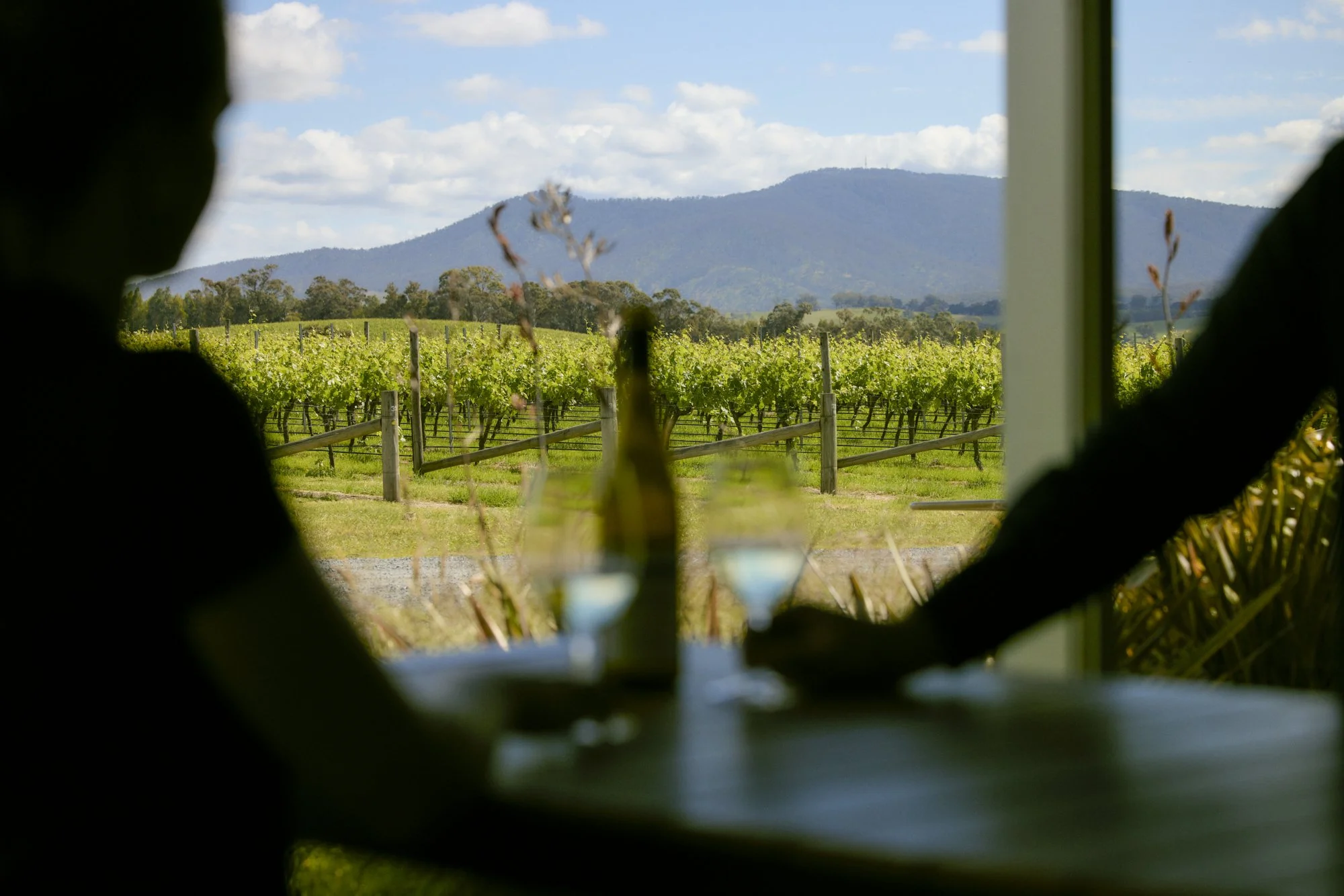 1 CellarDoor-MitchFong.jpg