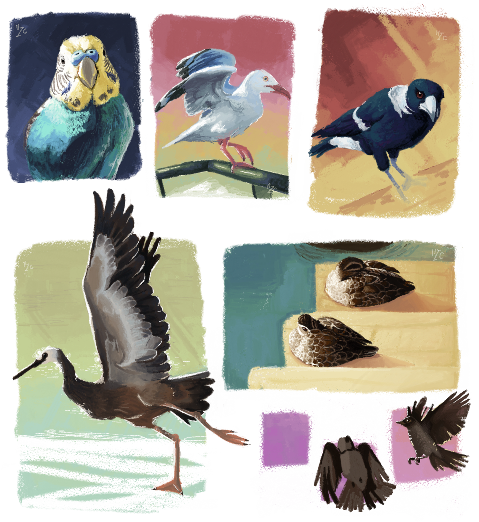 Bird Studies with Aurelia.png