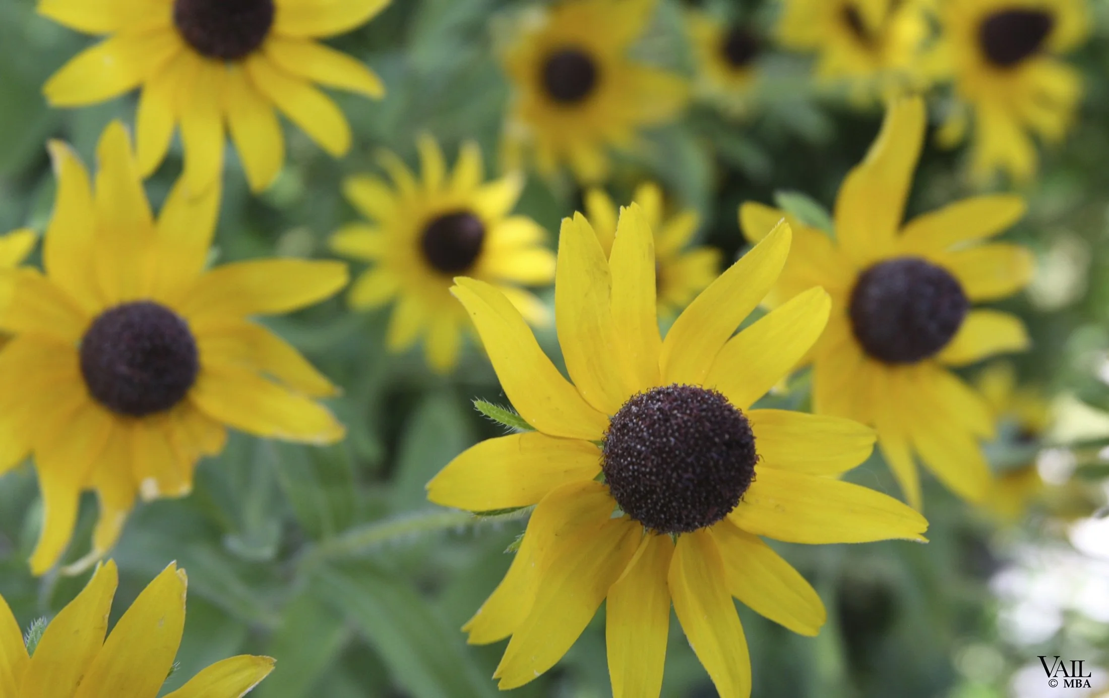 Close-up of yellow flowers with dark brown centers, some overlapping, with green foliage in the background.