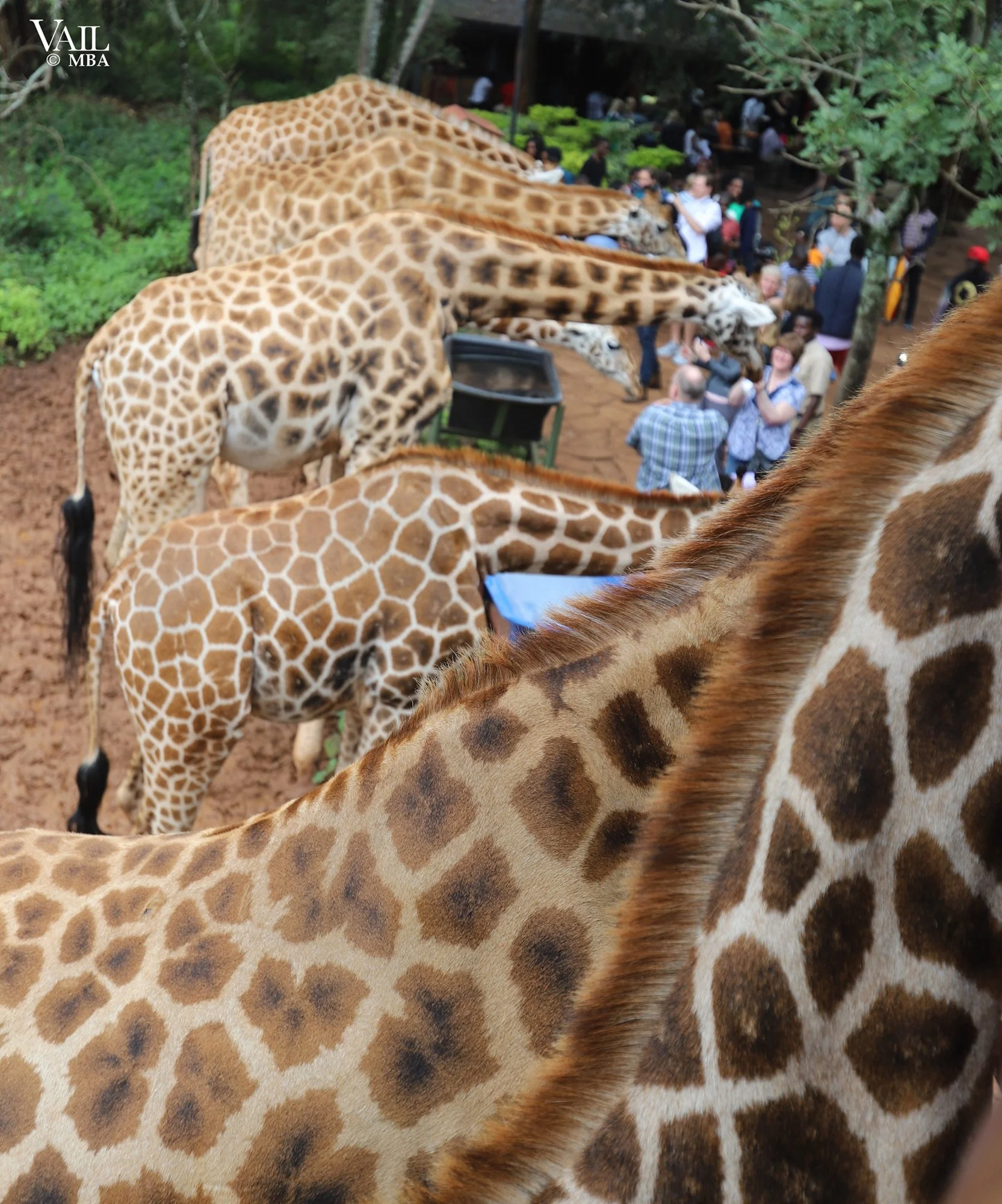 Multiple giraffes with tan and brown patterned coats in a zoo enclosure, with a crowd of people observing in the background.