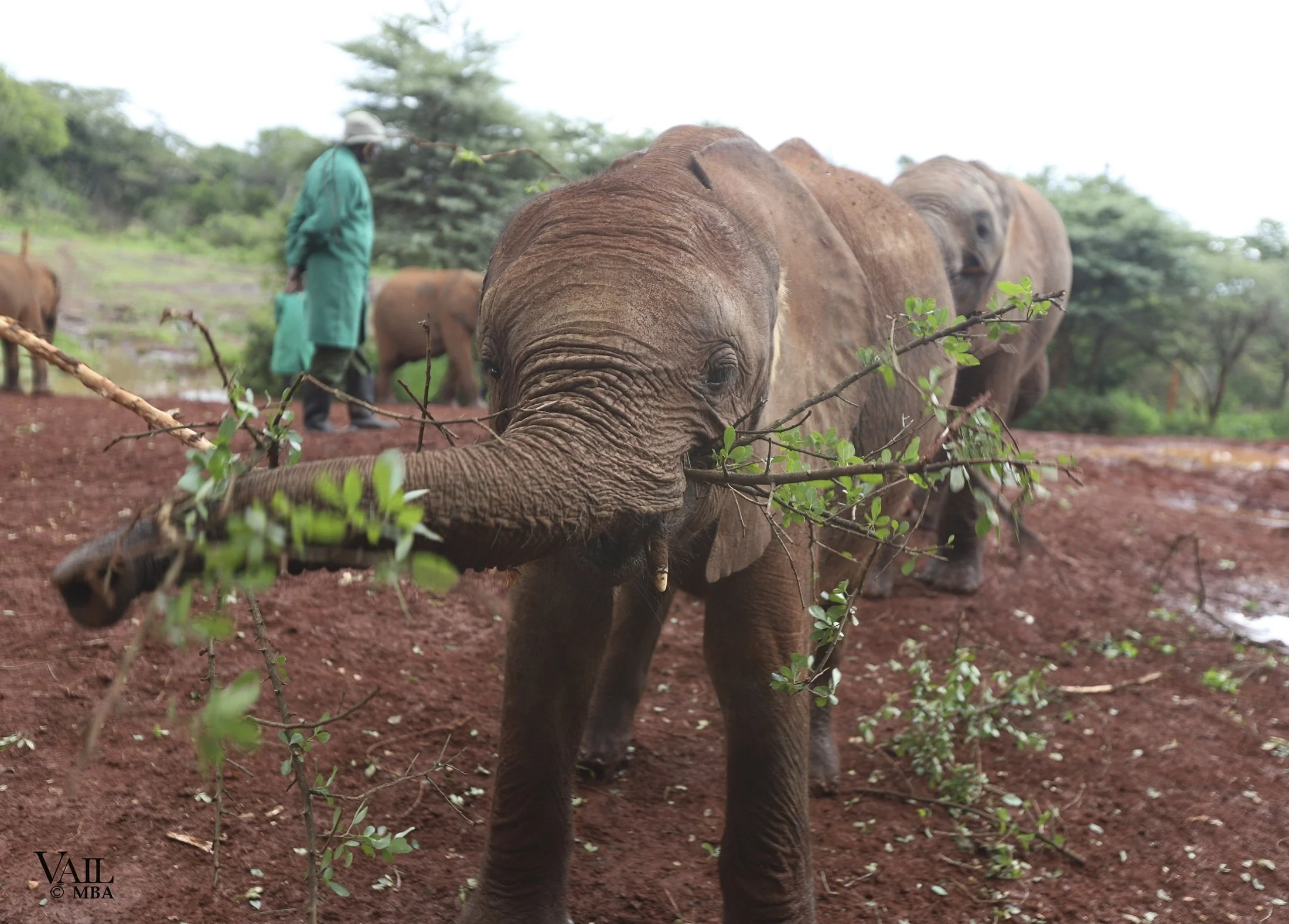 Young elephant at the Sheldrick Wildlife Trust Elephant rescue in Kenya.