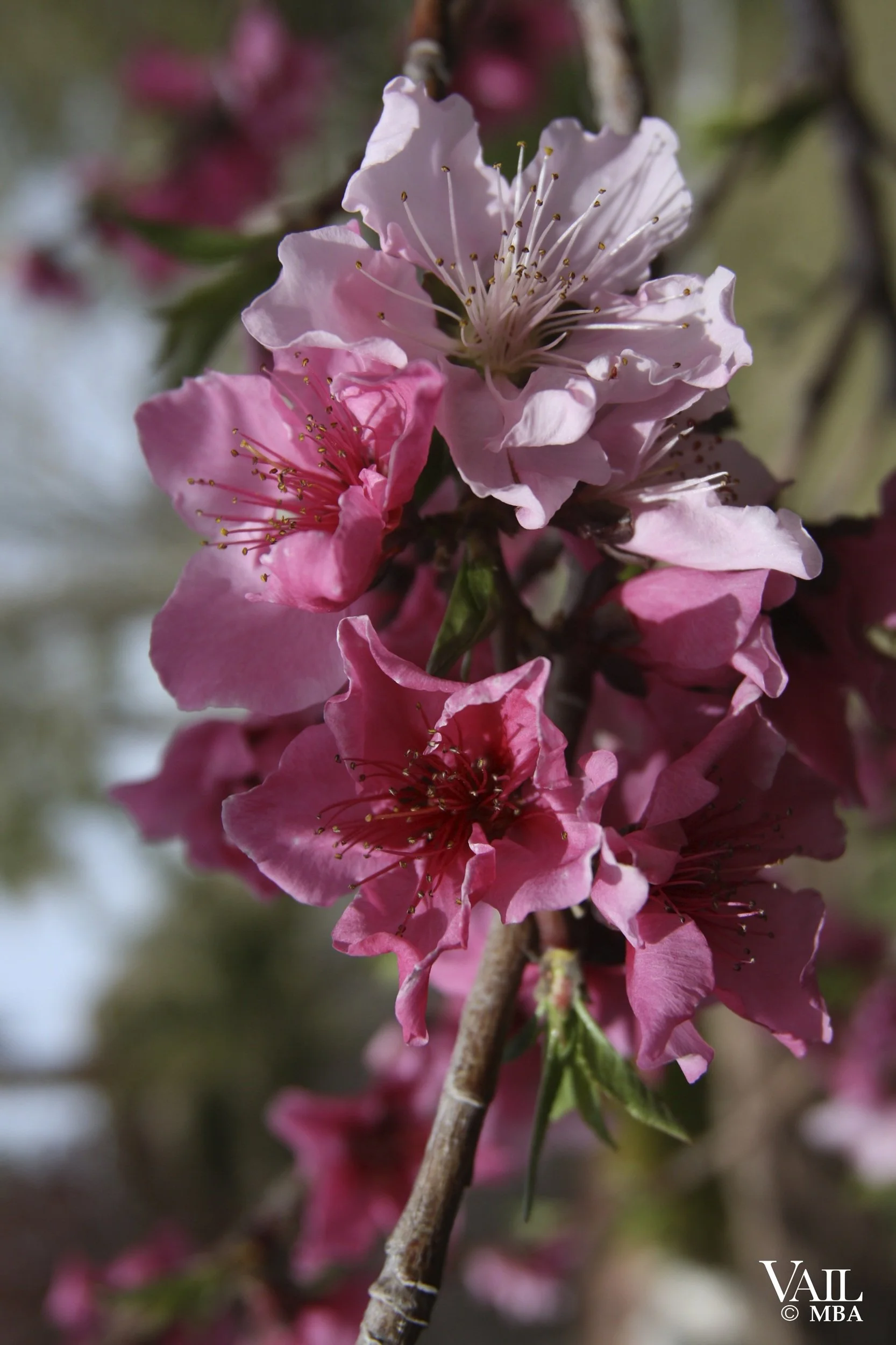 Close-up of pink and white blossoms on a branch with blurred green and pink background.