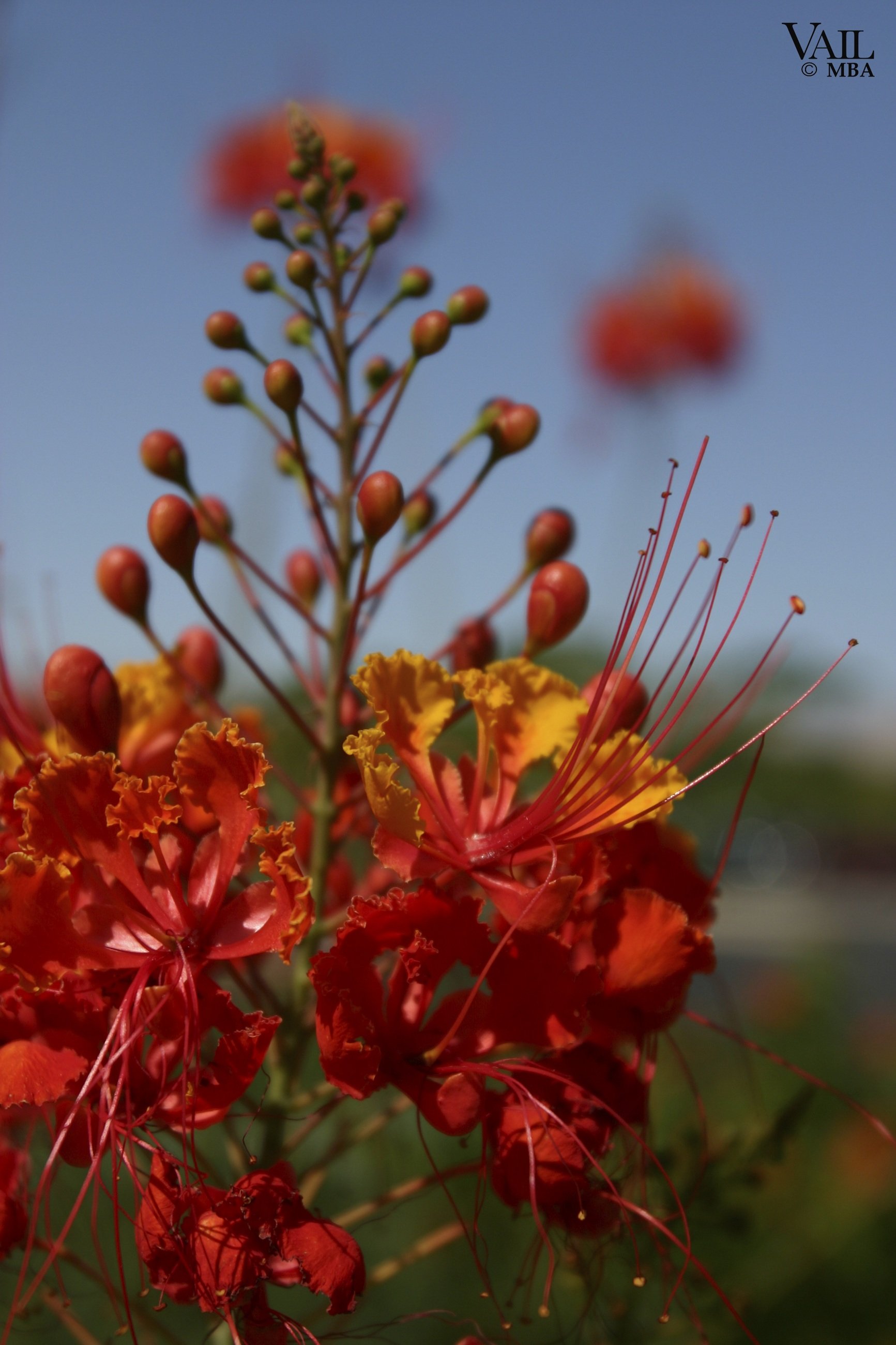 Close-up image of red and orange bird of paradise flowers with long stamens against a blue sky background.