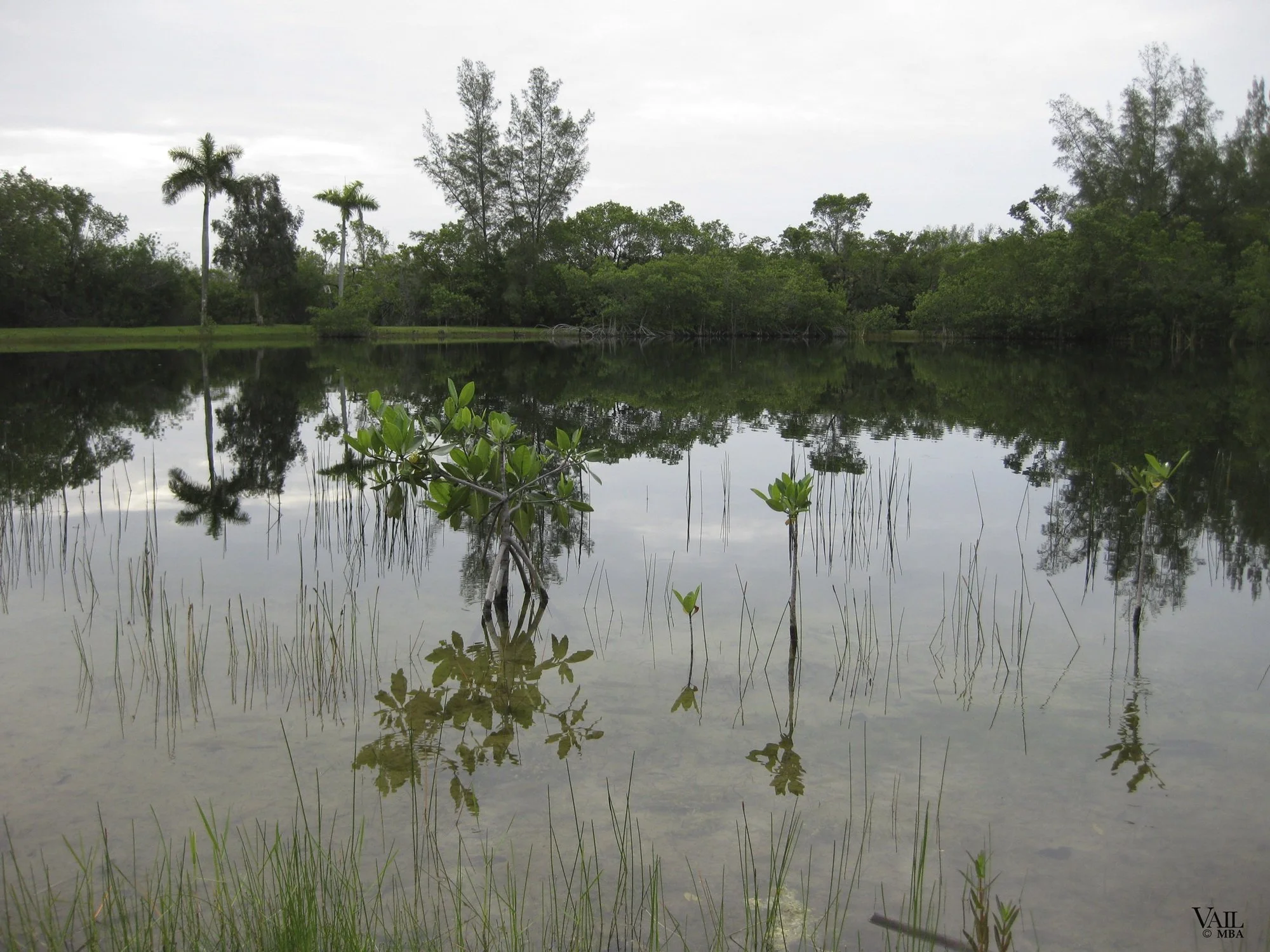 A calm water body reflecting lush green trees and plants, with a few tall palm trees on the left and some small leafy plants in the foreground, under a cloudy sky.