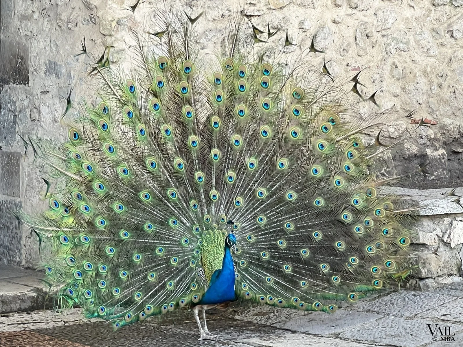 A strutting male peacock with vibrant blue and green feathers.