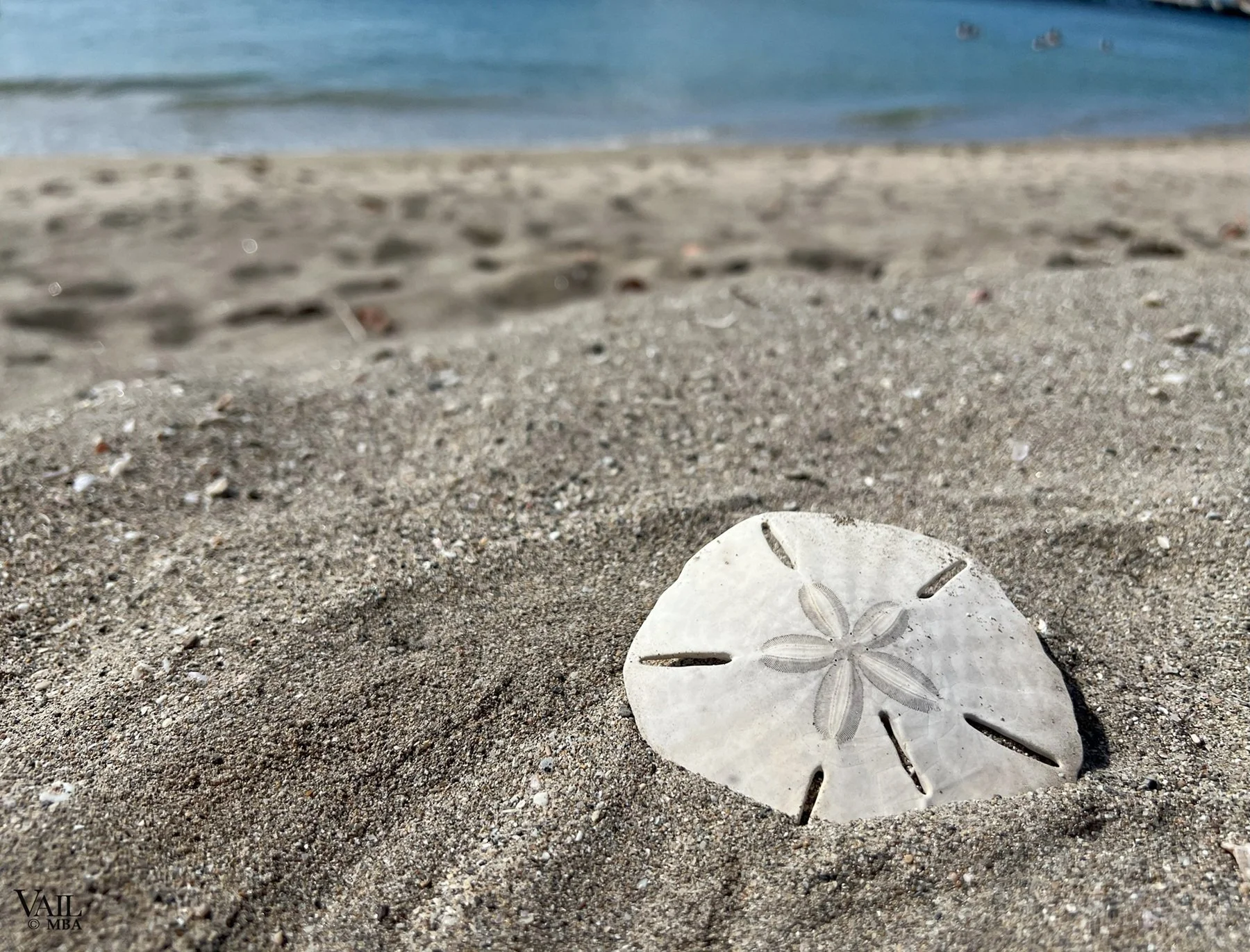Close-up of sand dollar on Nevis Island beach. 