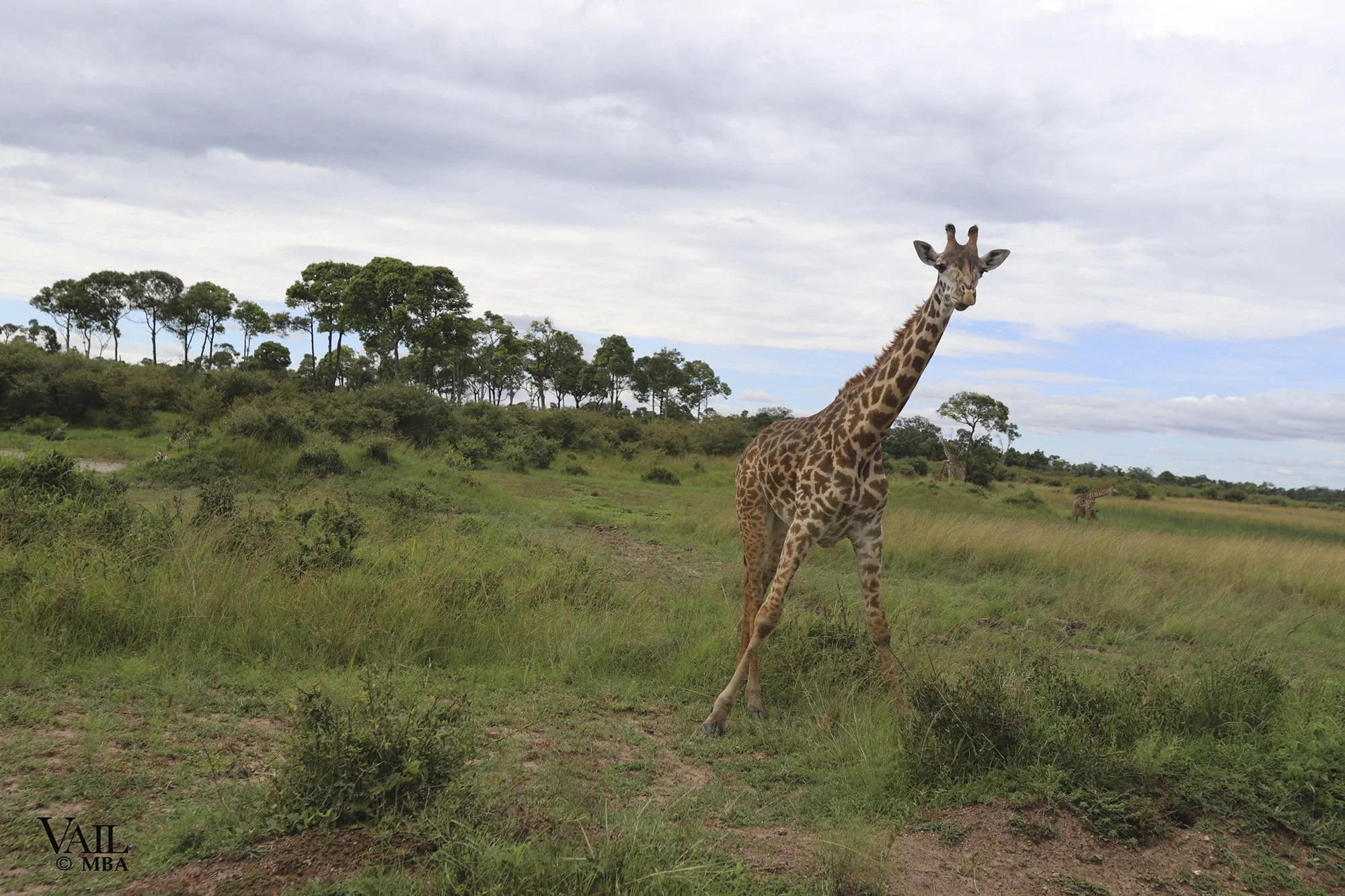 A giraffe walking in a grassy Massa Mara in Kenya.