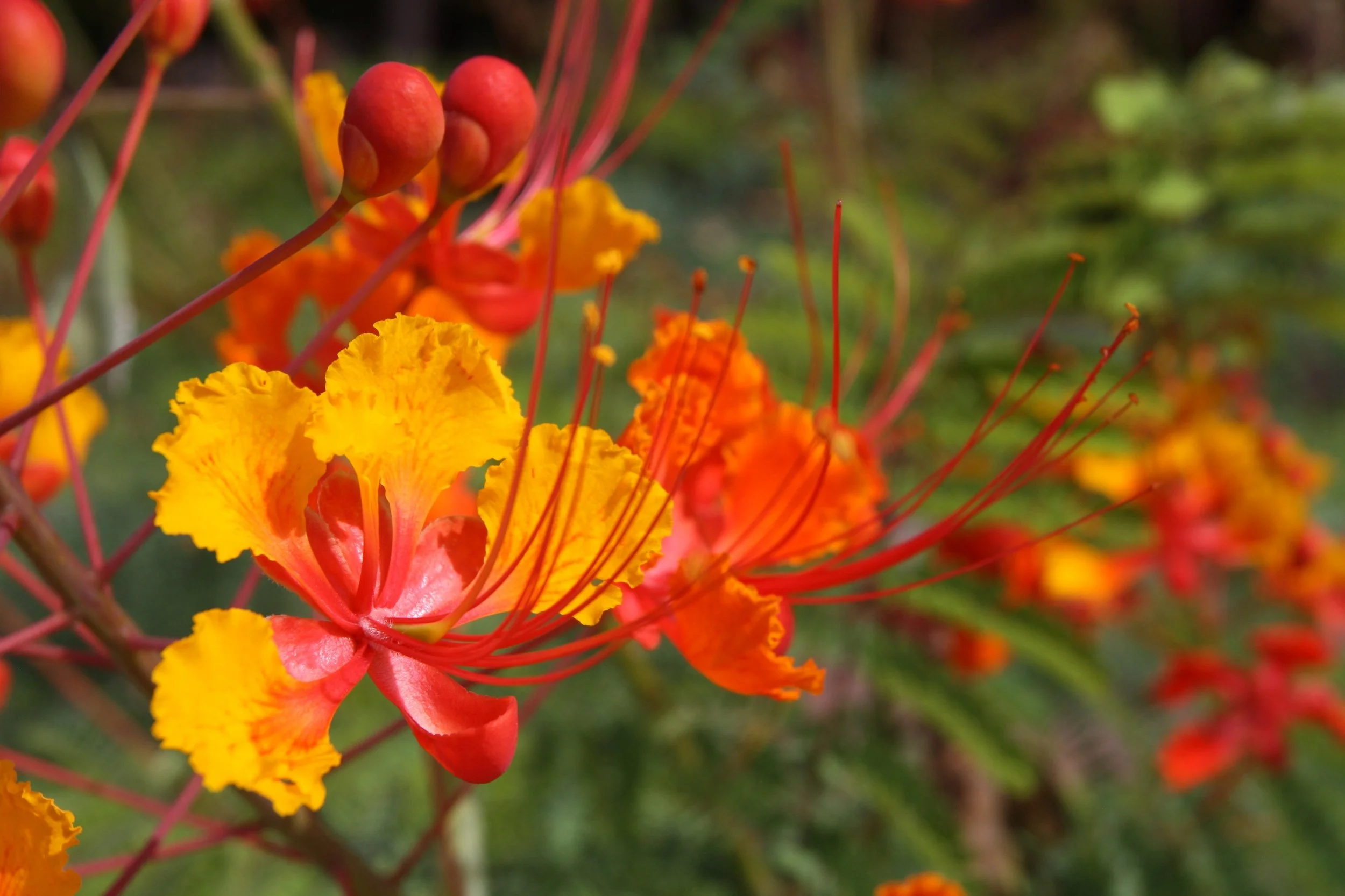 Close-up of vibrant orange and yellow birds of paradise flowers with long red stamens against a blurred green background.