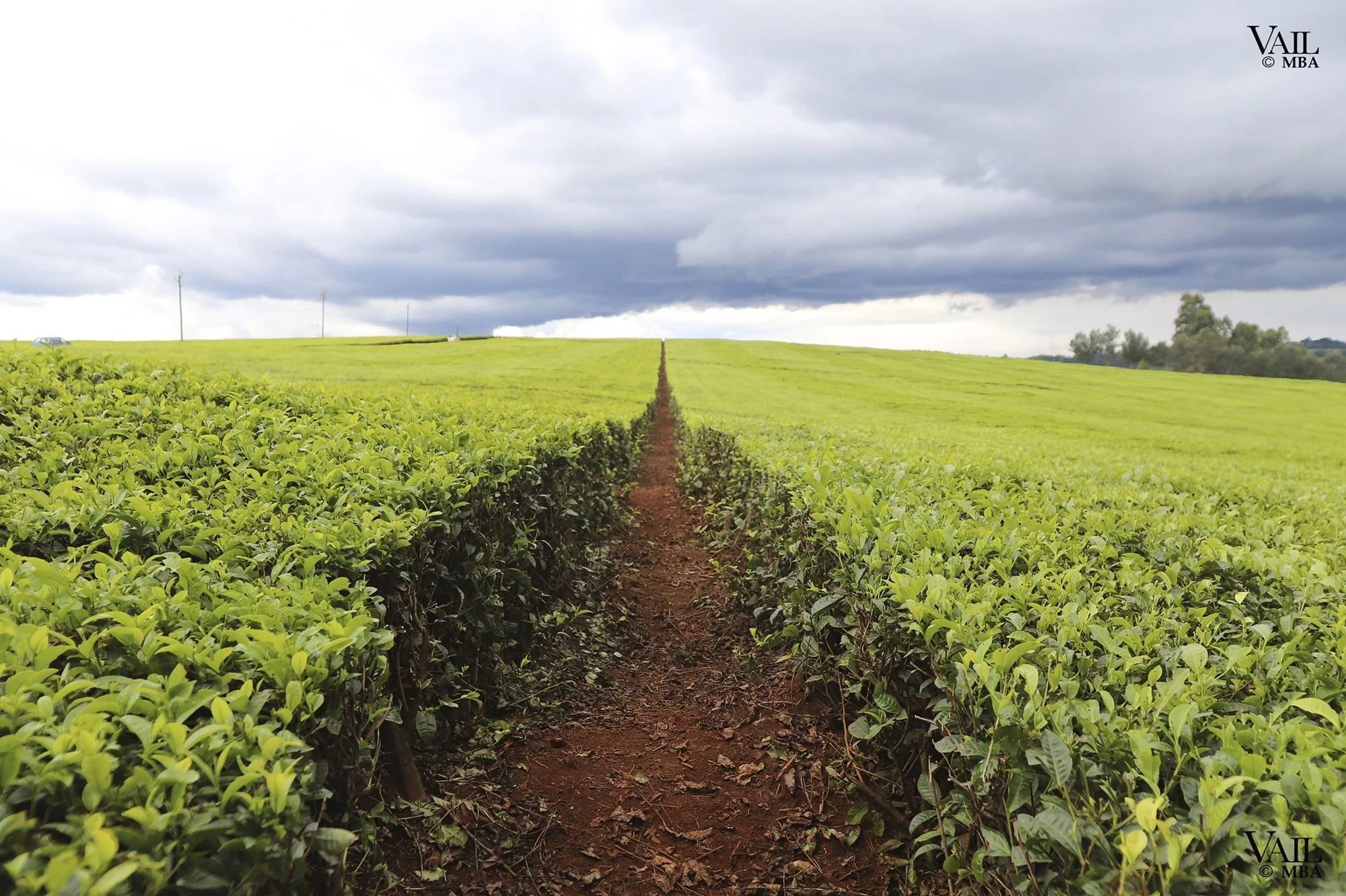Tea plantation fields in Kenya.