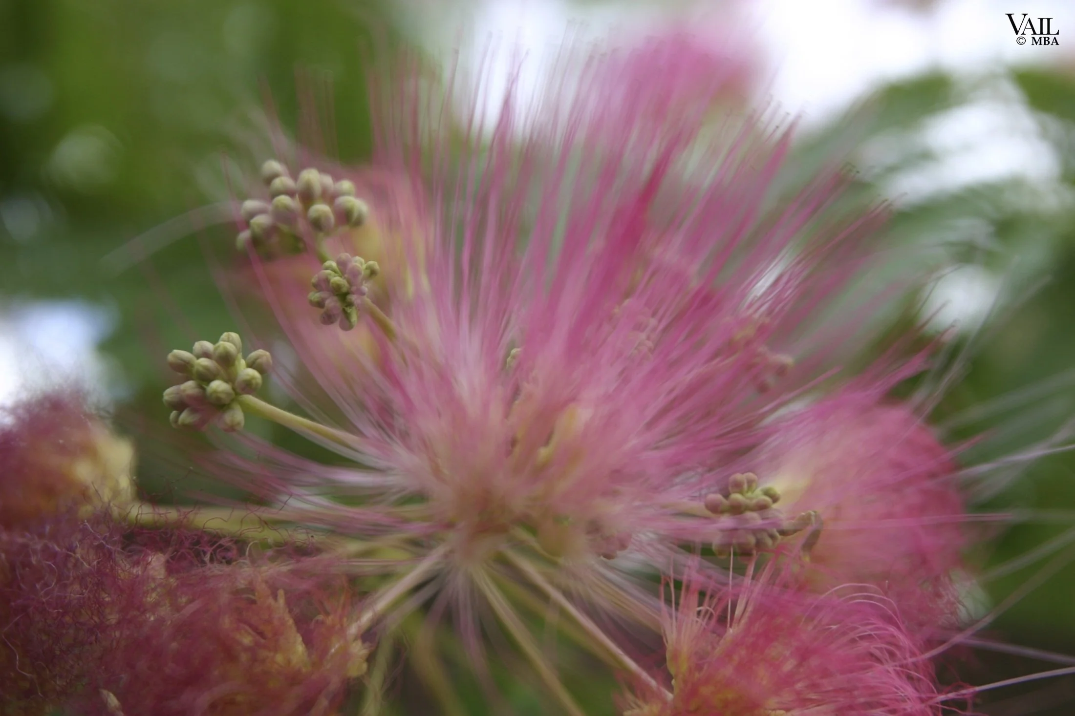 Close-up of pink fluffy flower with a blurred green background.