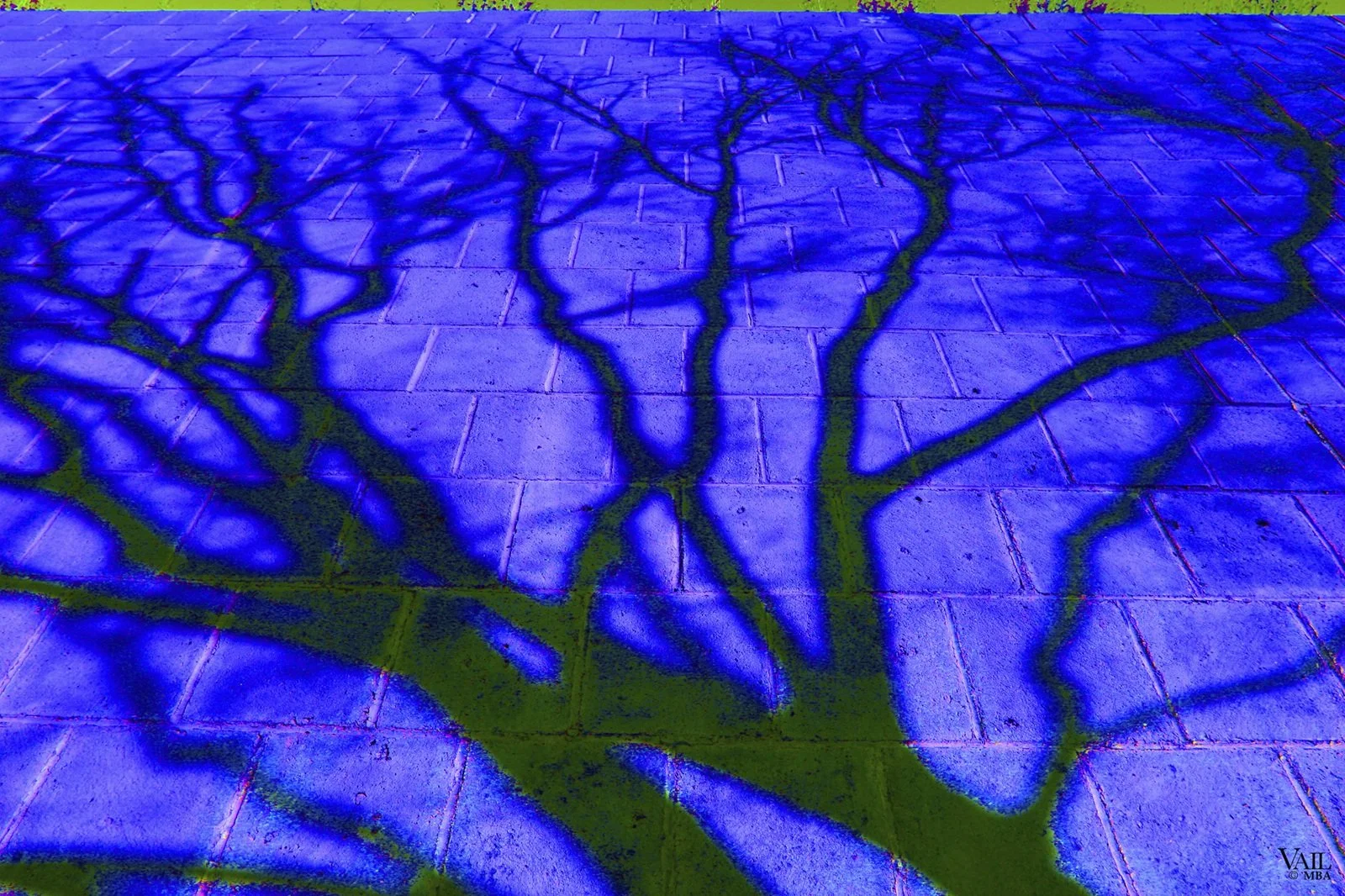 Stylized photo of tree shadow cast on a brick wall.