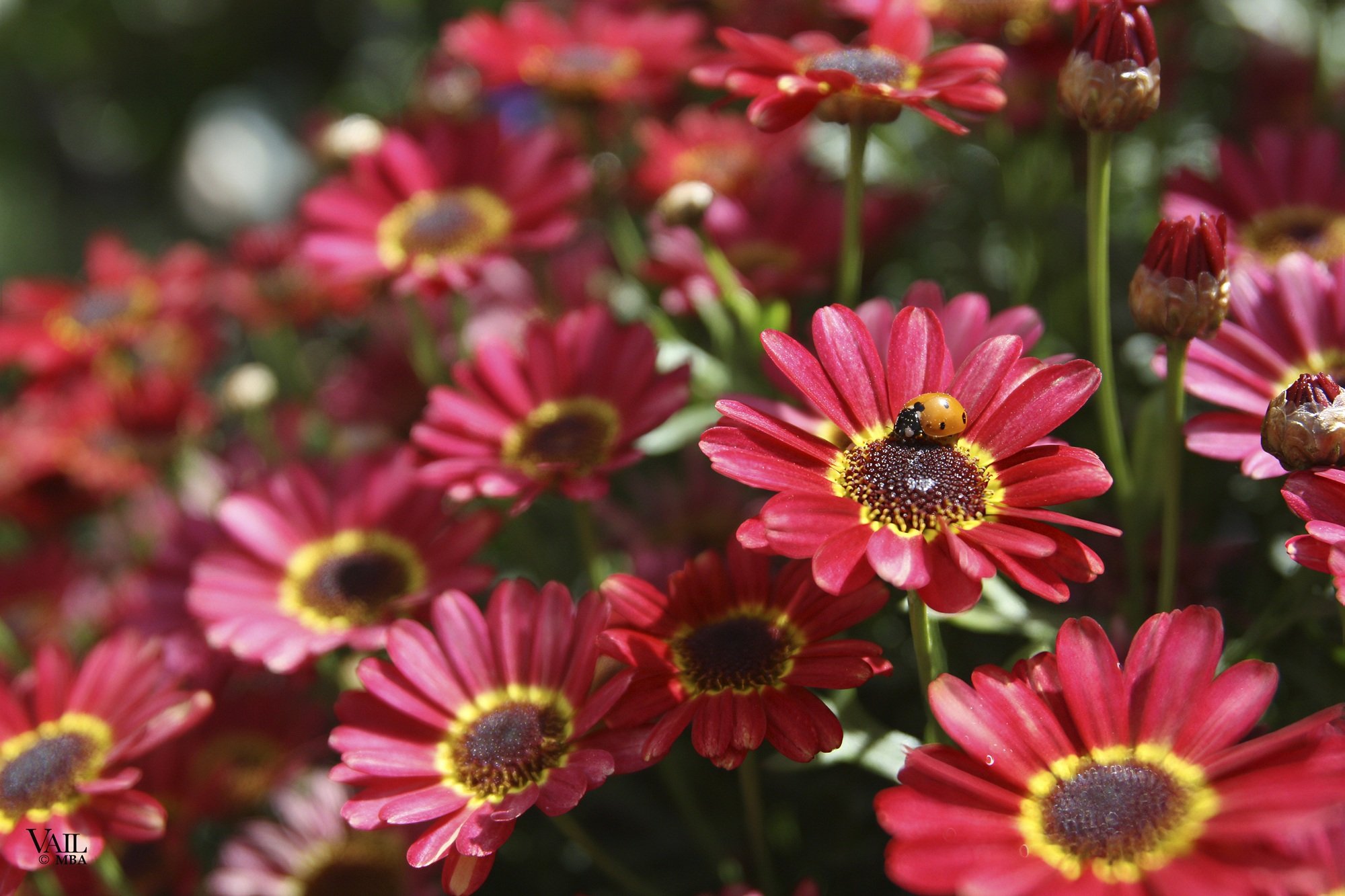 Close-up of vibrant pink and red flowers with yellow centers, featuring a ladybug on one of the flowers.