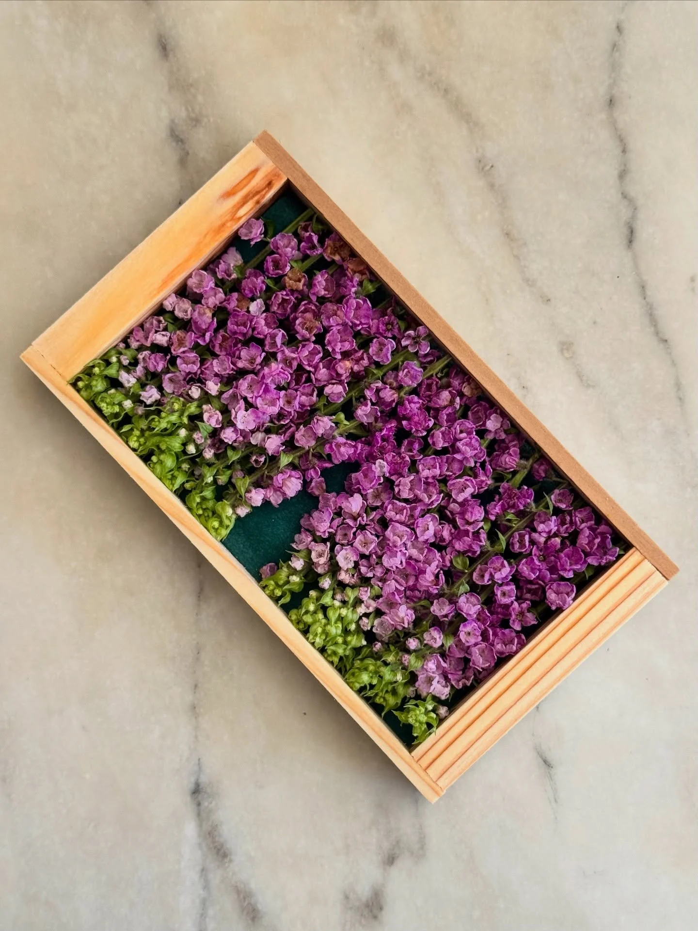Hanaho shiso blossom 🌸🪻 This is one of our favorite garnishes at Sushi Note not only for its beauty, but for its slightly minty, shisoy, herbaceous flavor. Try it as a part of our brand new appetizer, fig tempura :)

#flower #garnish #shiso #blosso