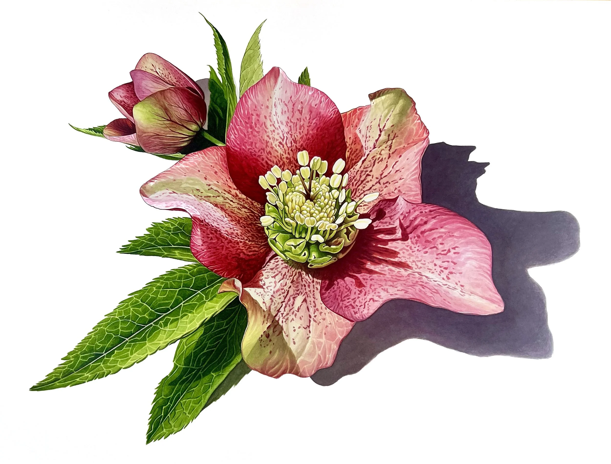 Kate Rolshoven_Winter Light (Helleborus Orientalis).jpg