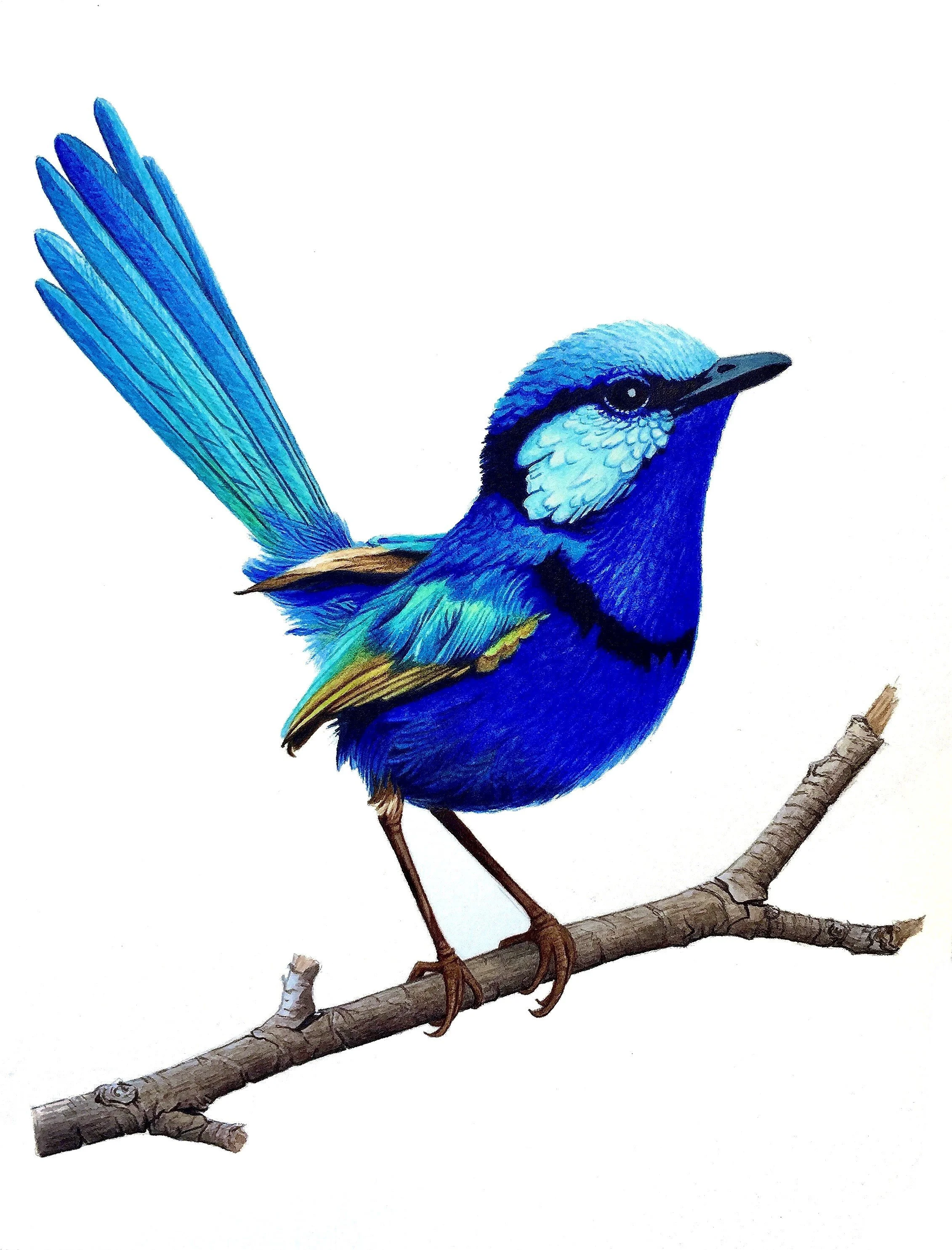 Splendid Blue Fairywren.jpg
