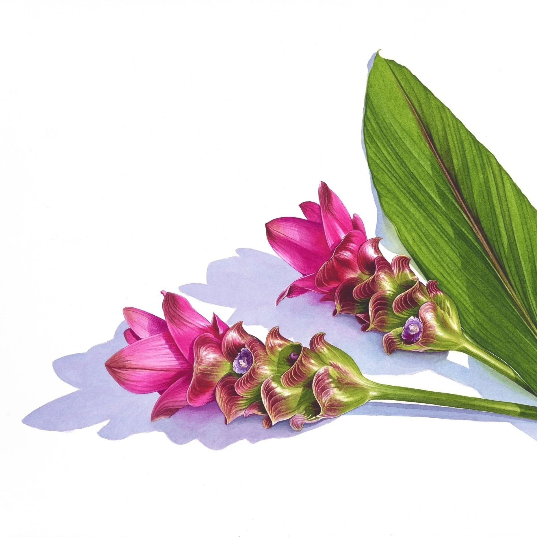 Curcuma Website procreate background.jpg